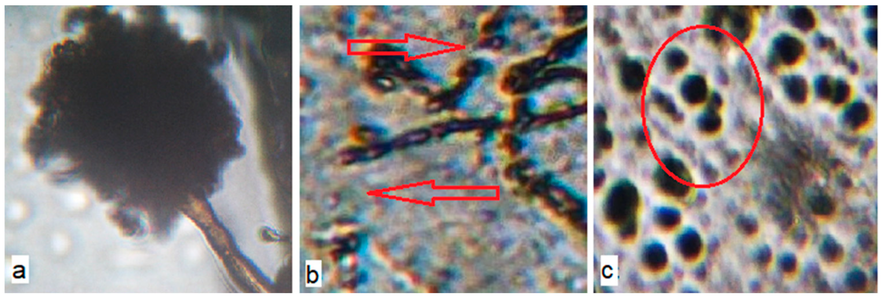 Polymers 12 00275 g009 Polymers 12 00275 g009