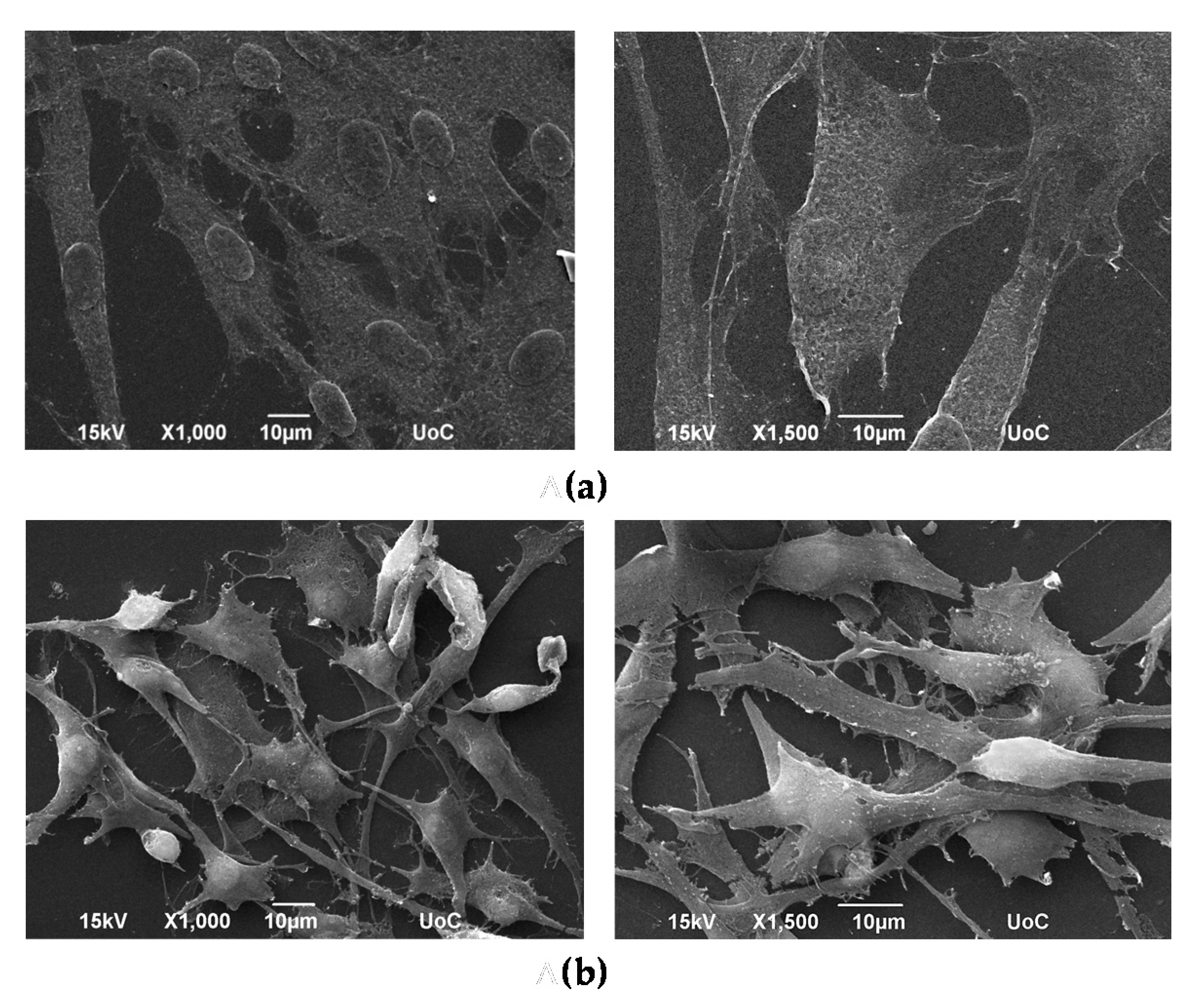 Polymers 12 00316 g008 Polymers 12 00316 g008