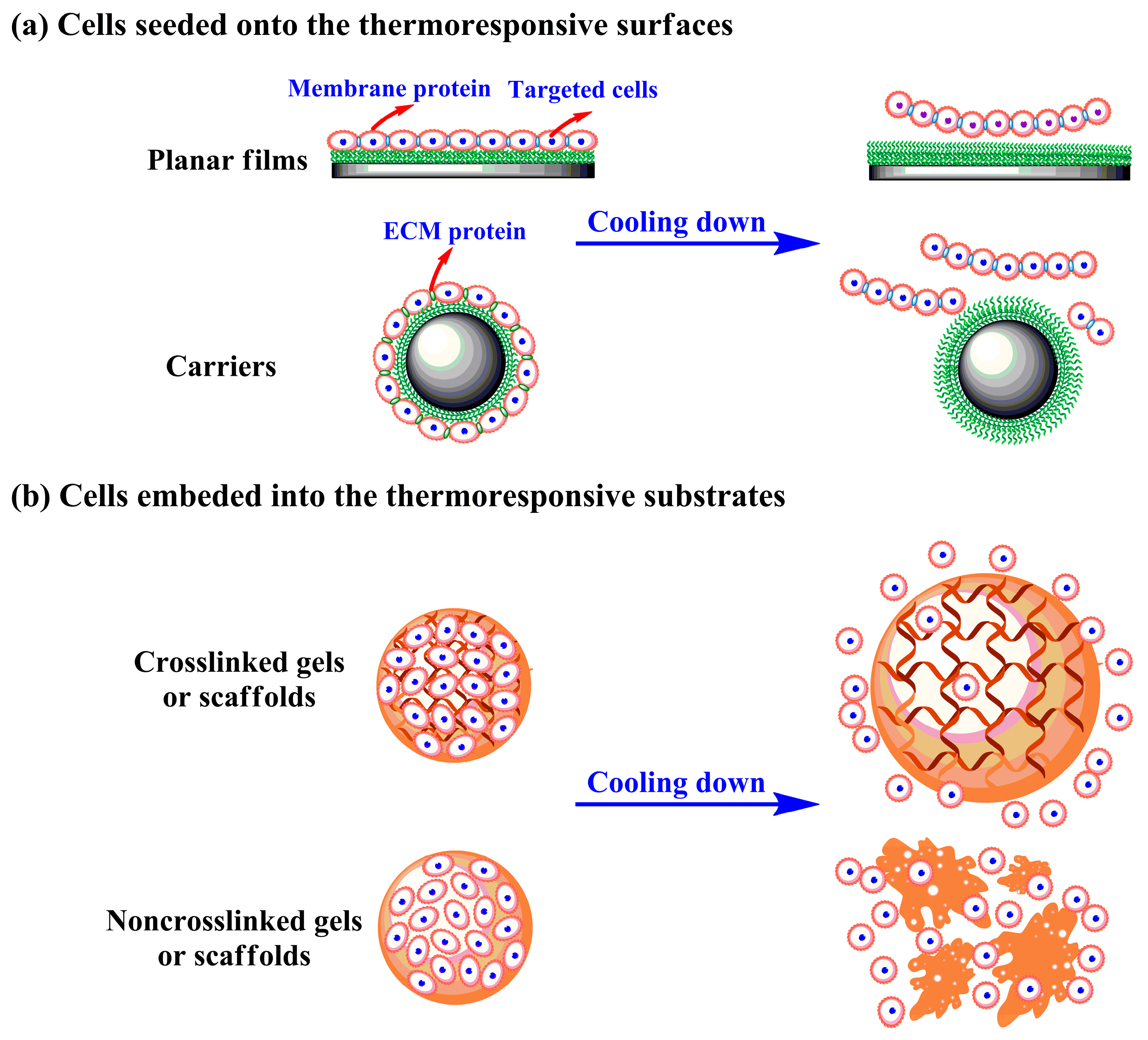 Polymers 12 00389 g005