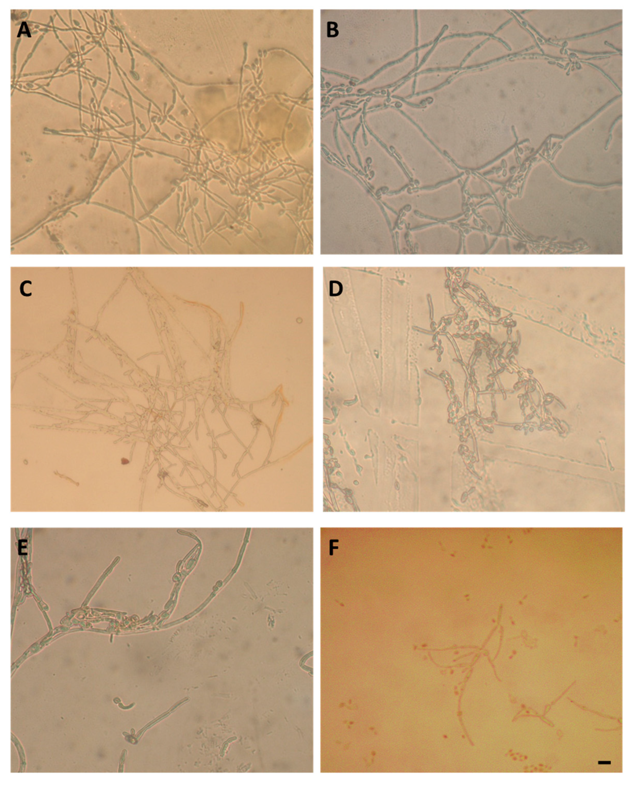 Polymers 12 00398 g009