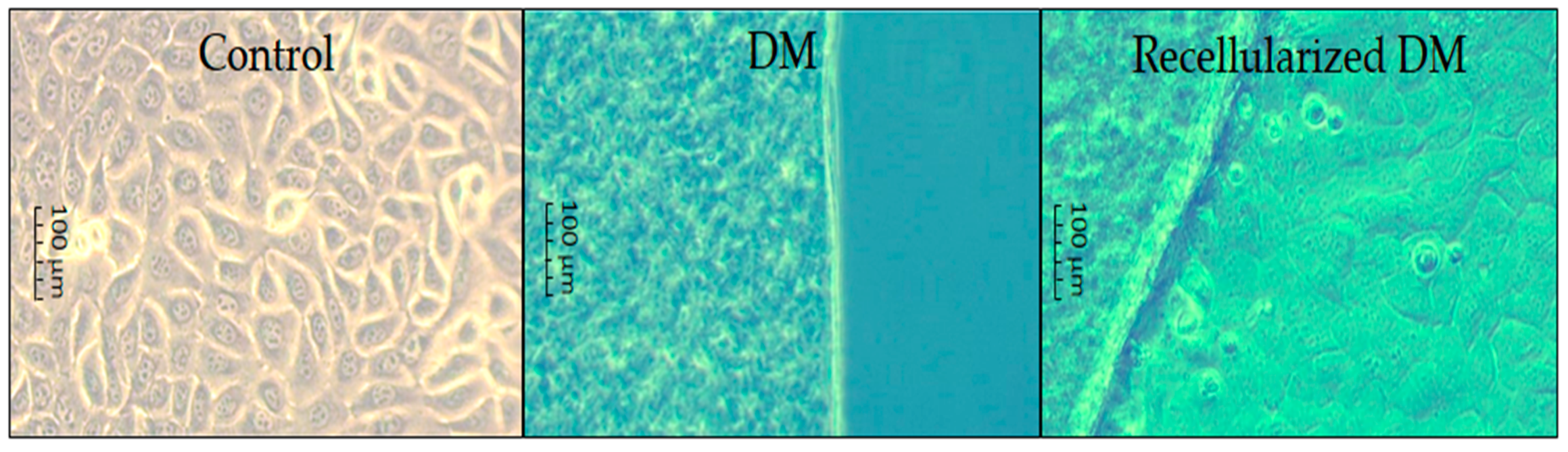 Polymers 12 00590 g004