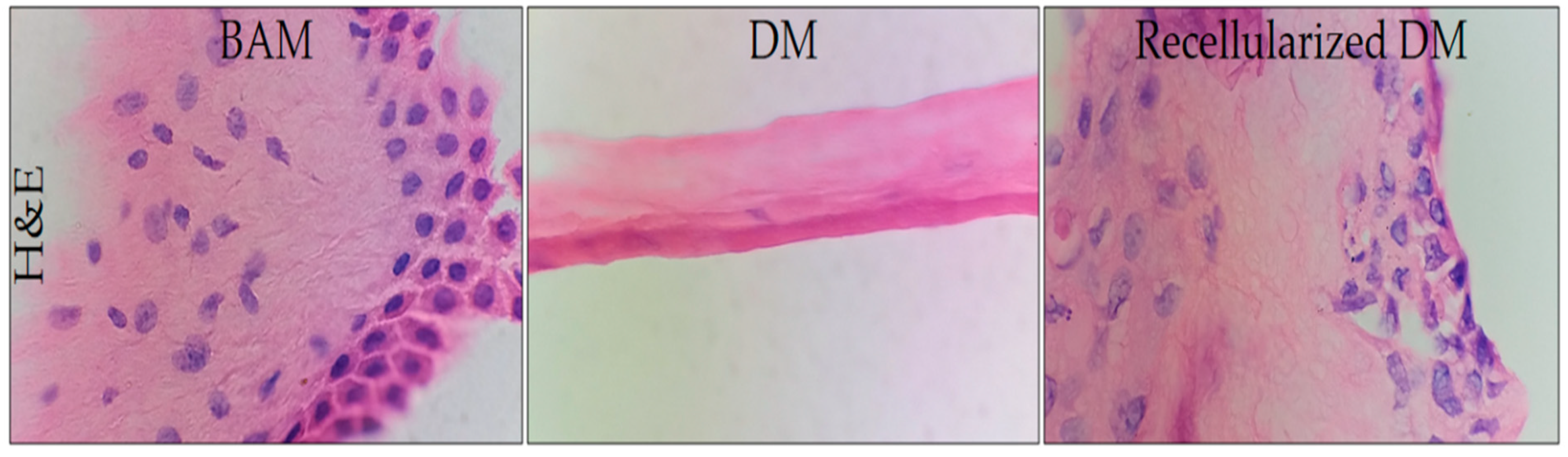 Polymers 12 00590 g005