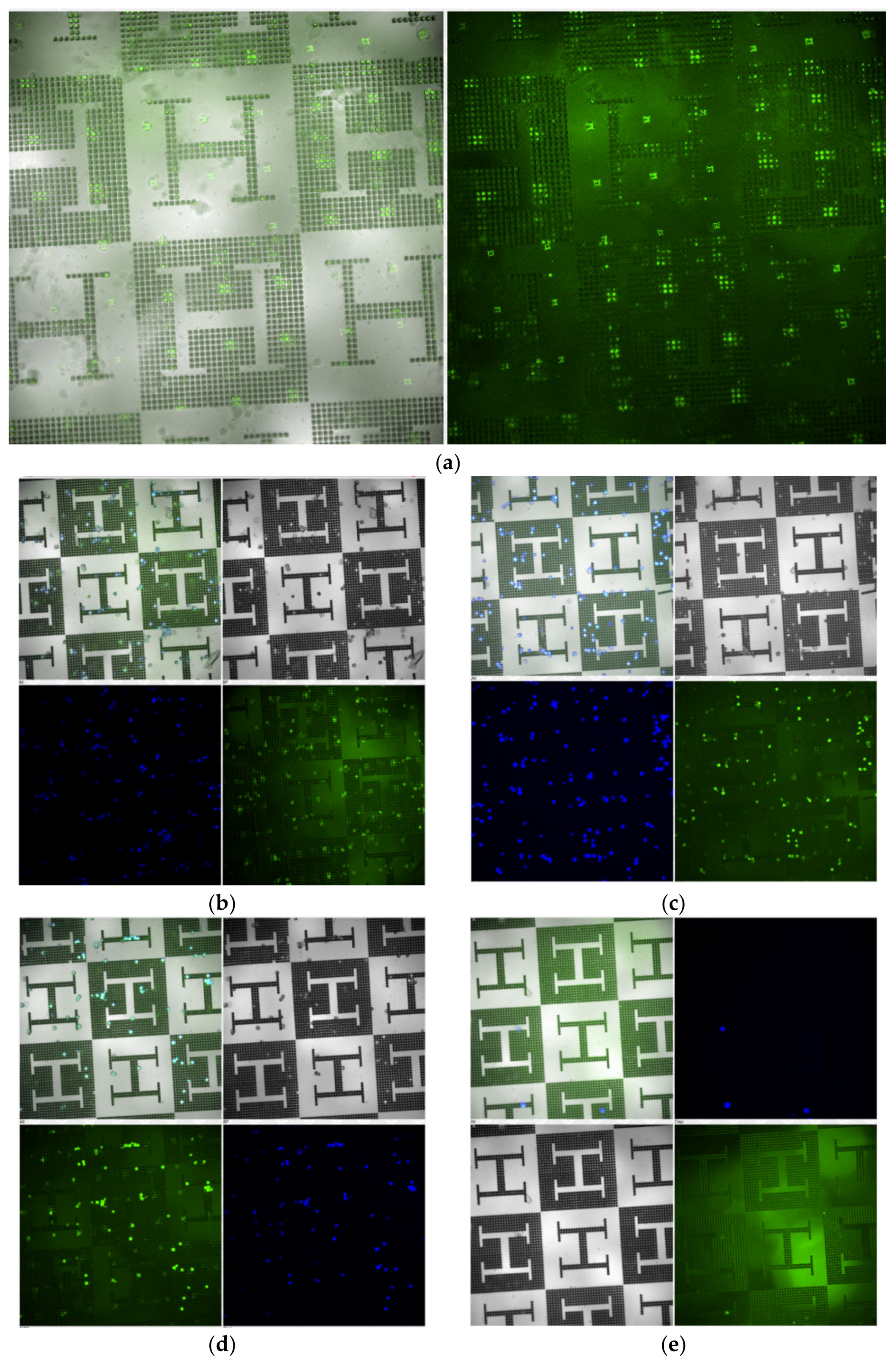 Polymers 12 00655 g005