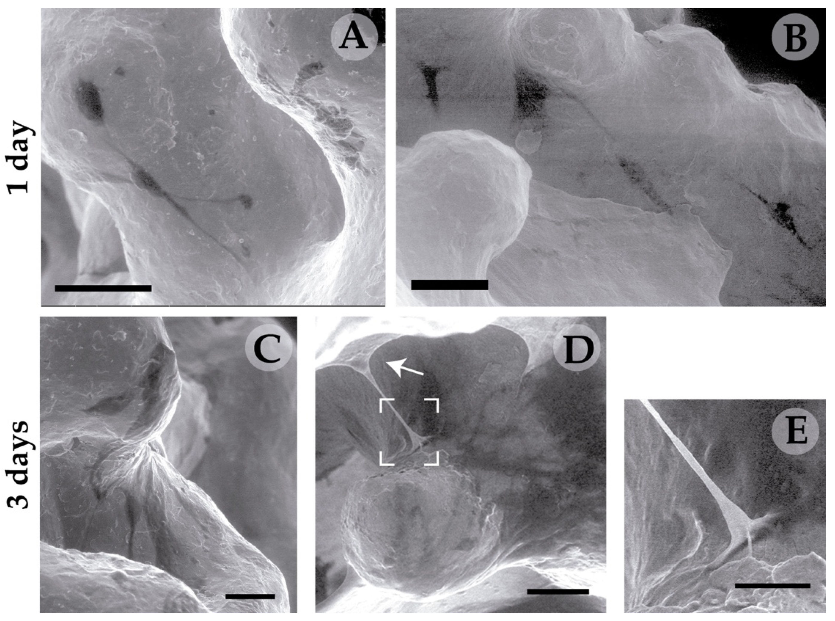 Polymers 12 00770 g004 Polymers 12 00770 g004