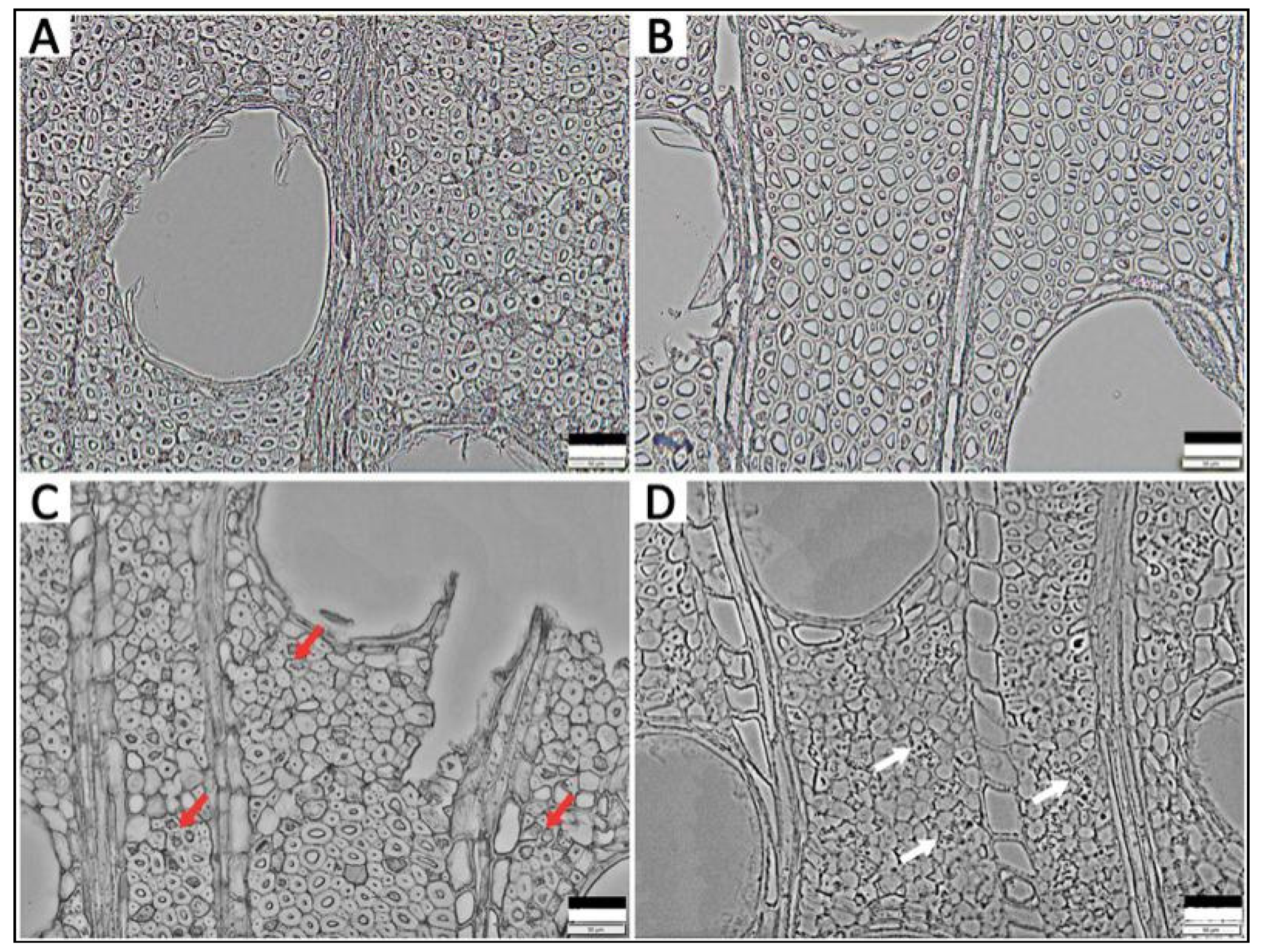 Polymers 12 00834 g002