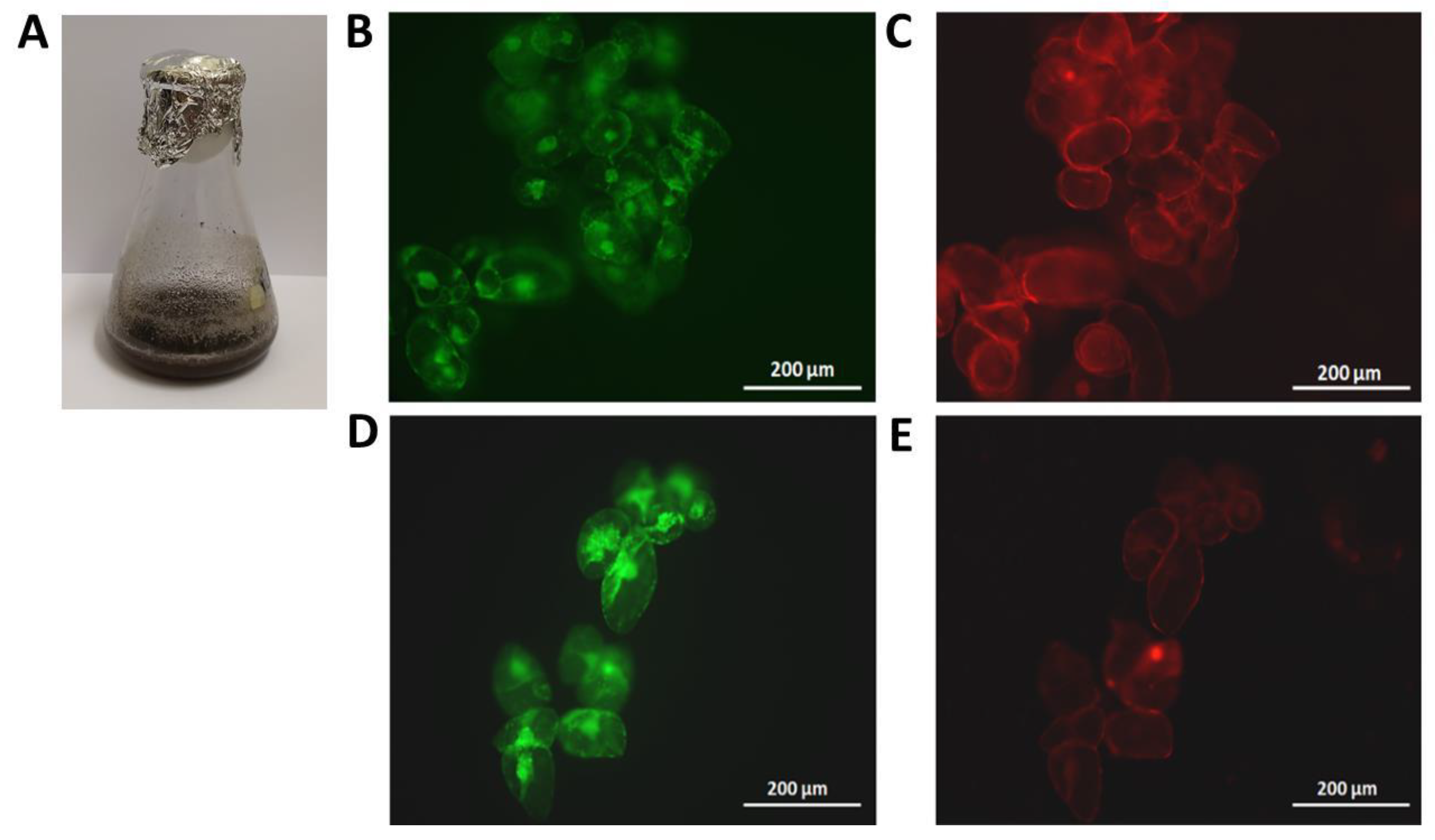 Polymers 12 00991 g005