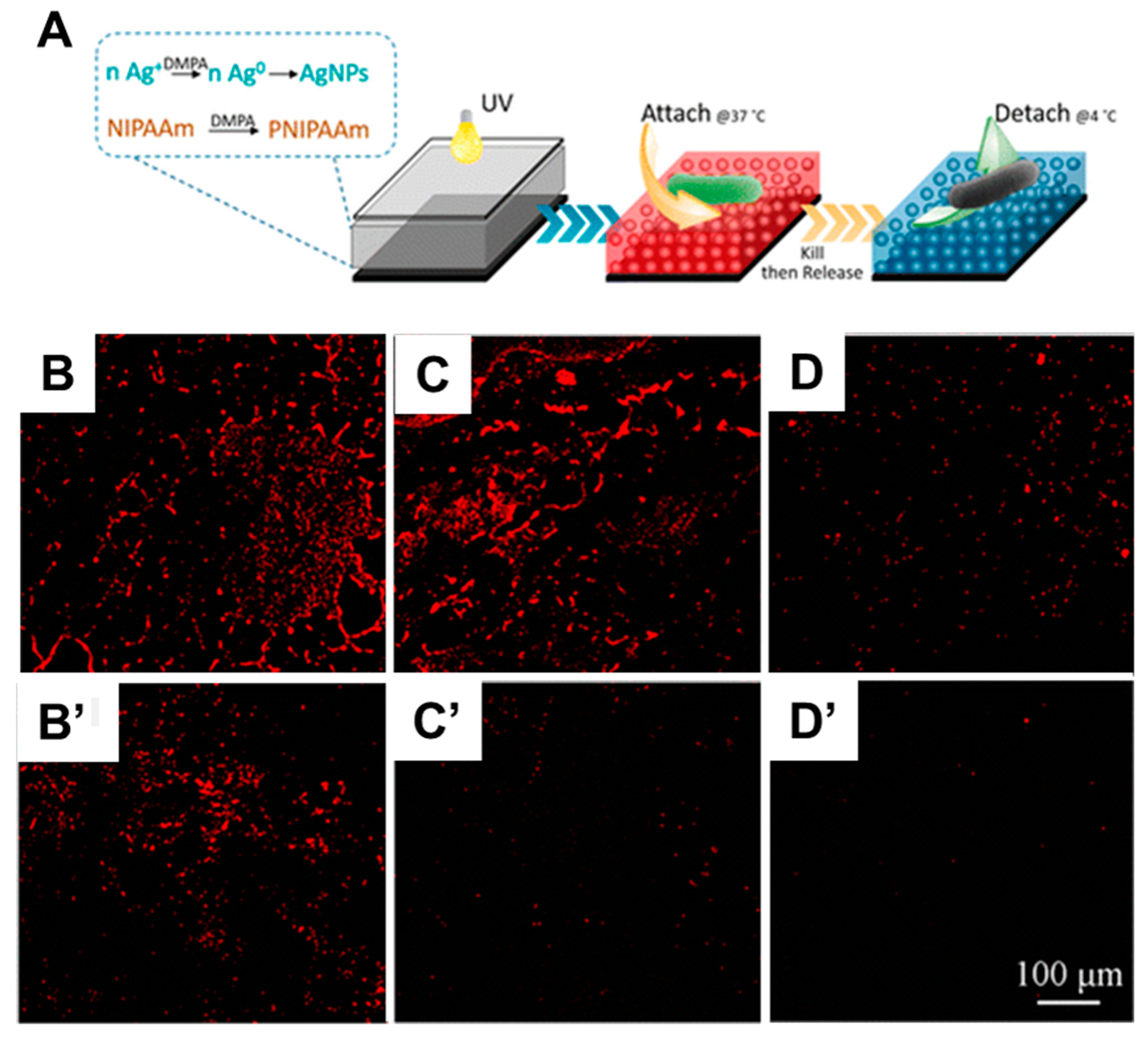 Polymers 12 01003 g007