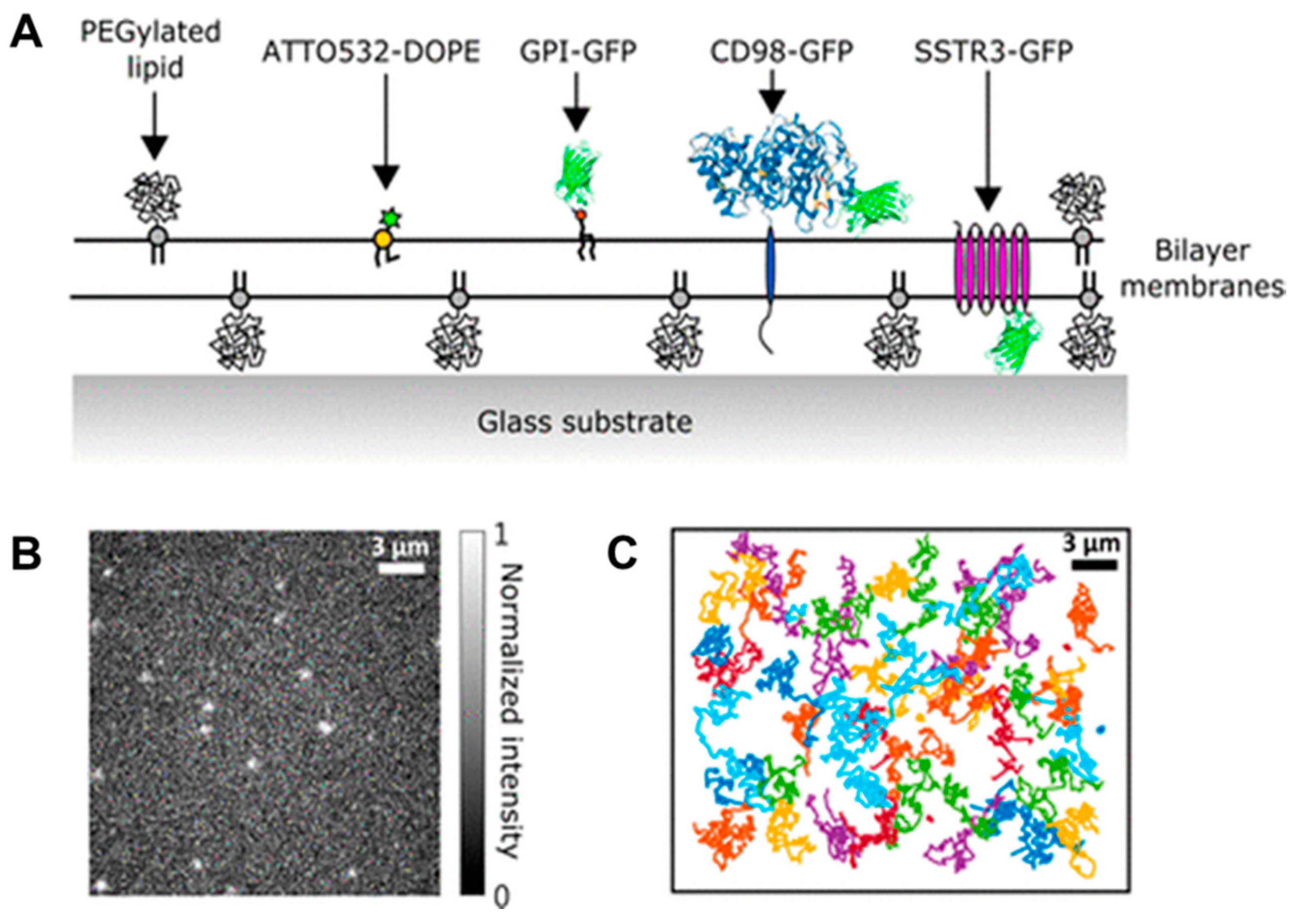 Polymers 12 01003 g012