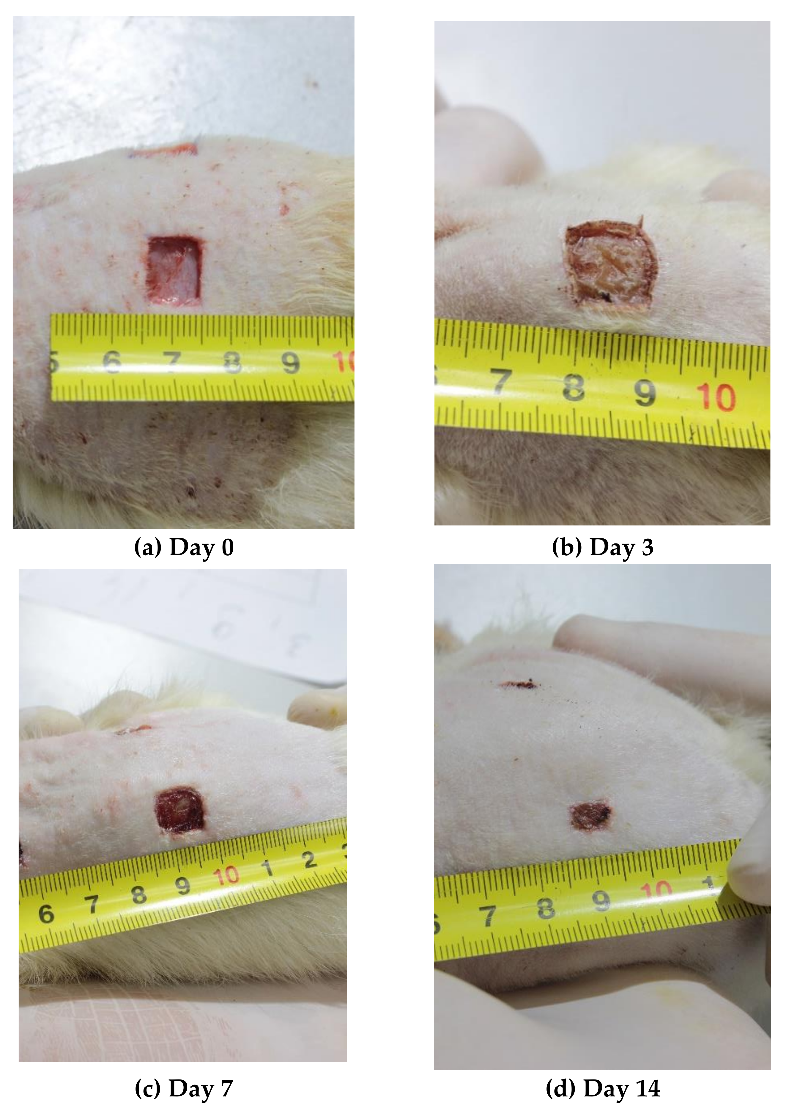 Polymers 12 01126 g001