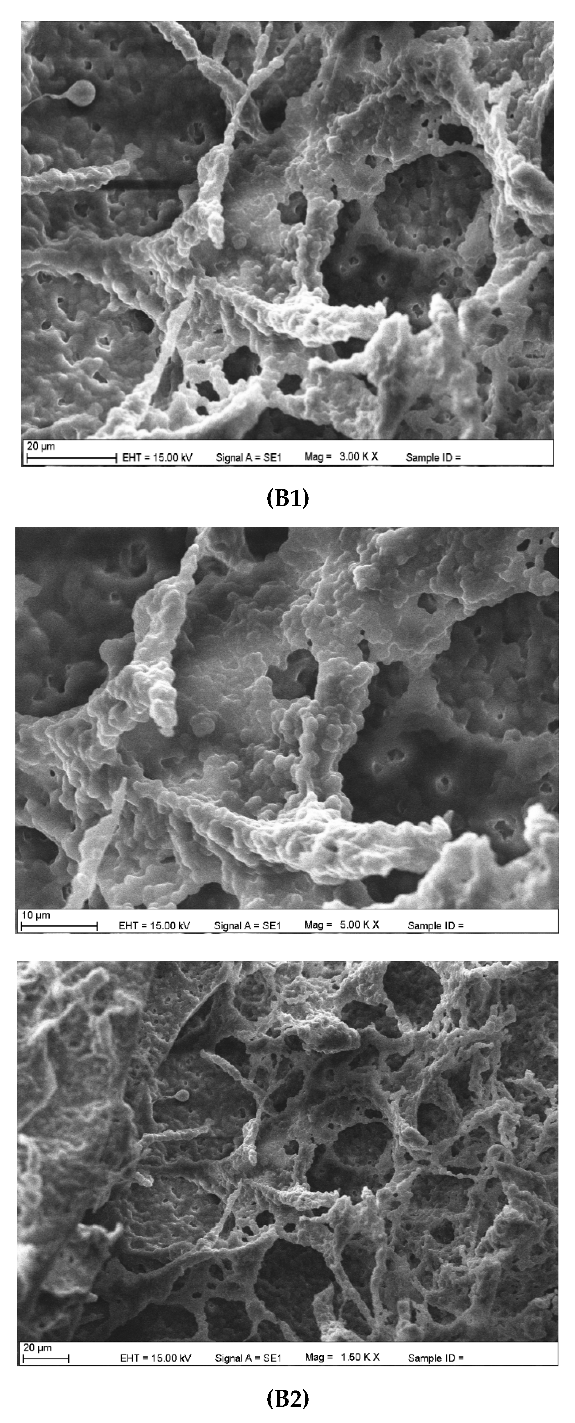 Polymers 12 01149 g002b Polymers 12 01149 g002b