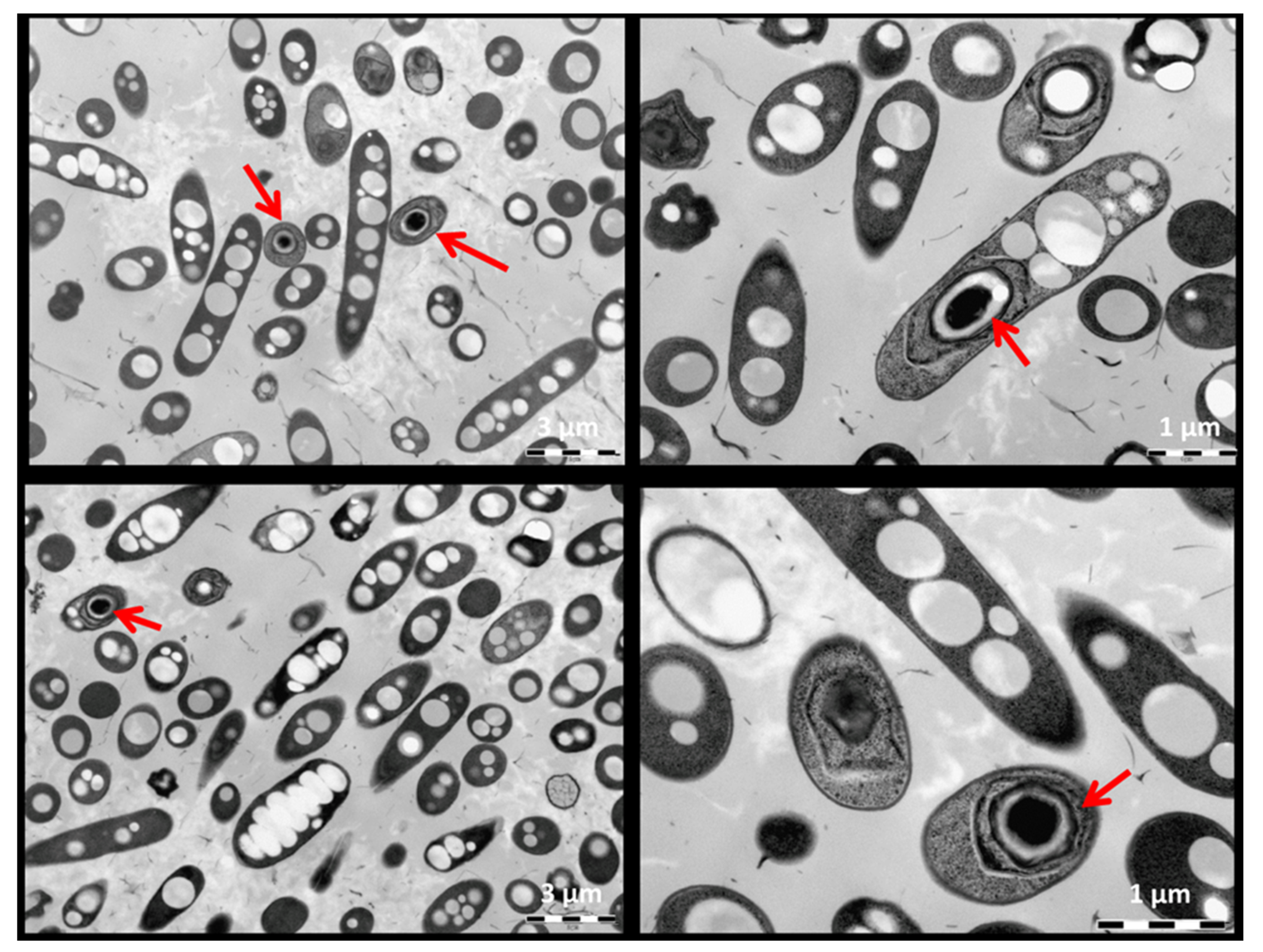 Polymers 12 01235 g002 Polymers 12 01235 g002