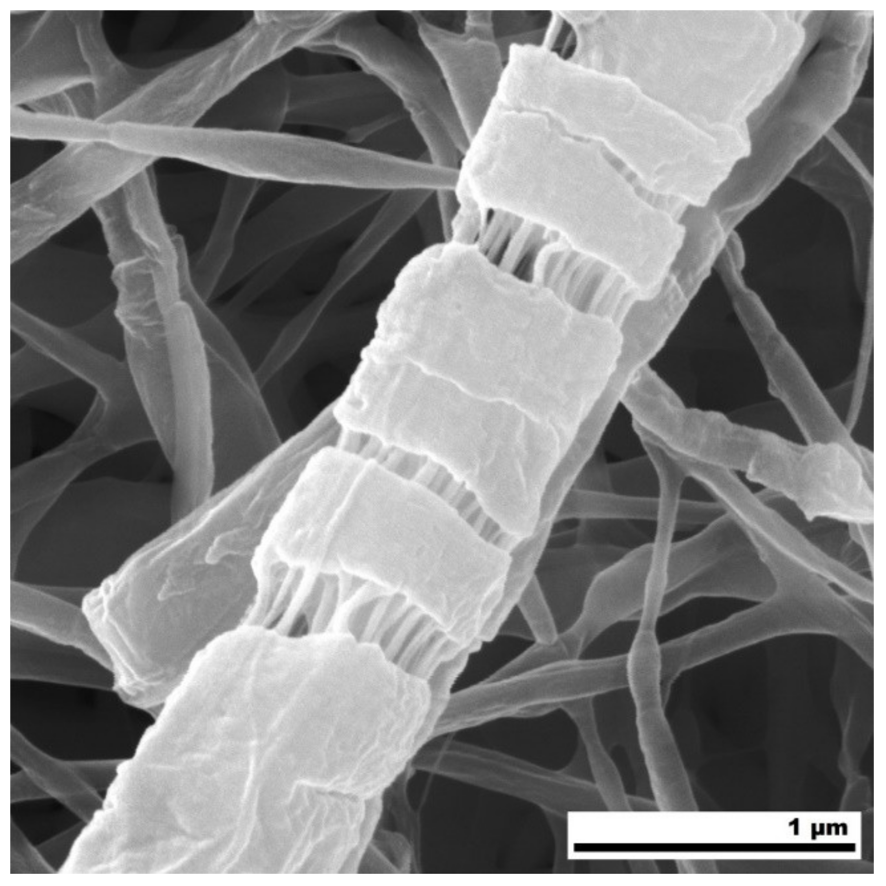 Polymers 12 01403 g007