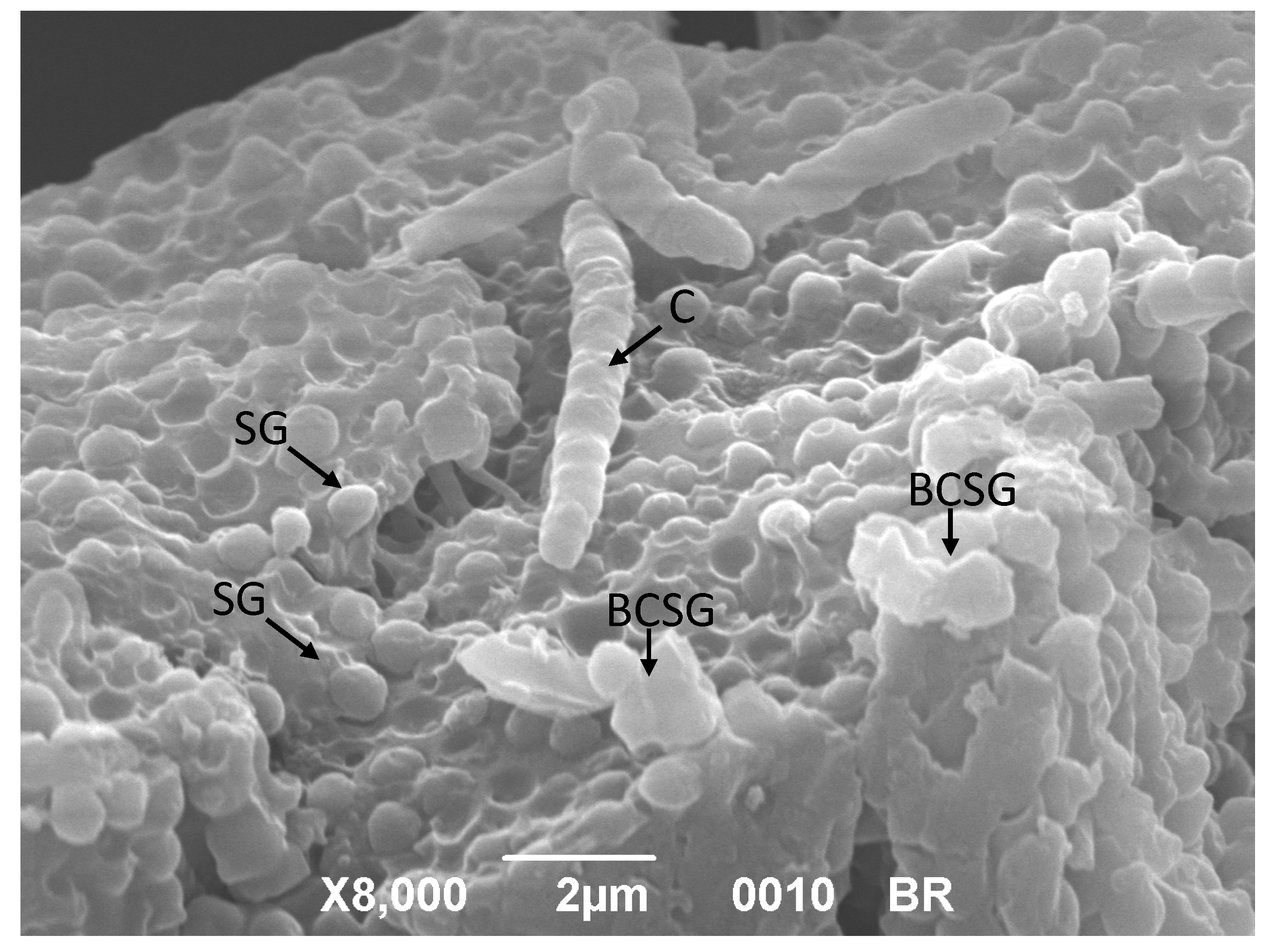 Polymers 12 01496 g003