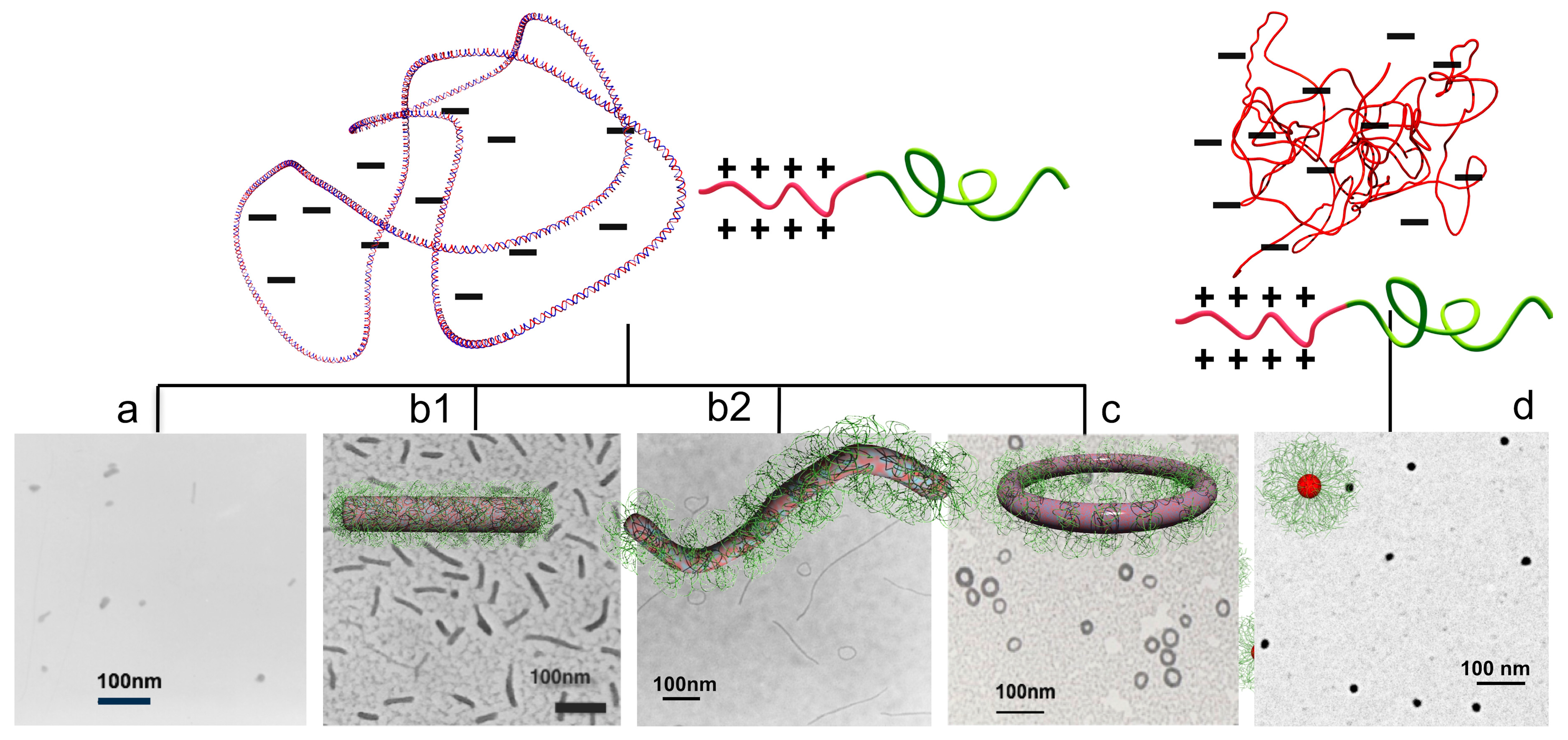 Polymers 12 01603 g005