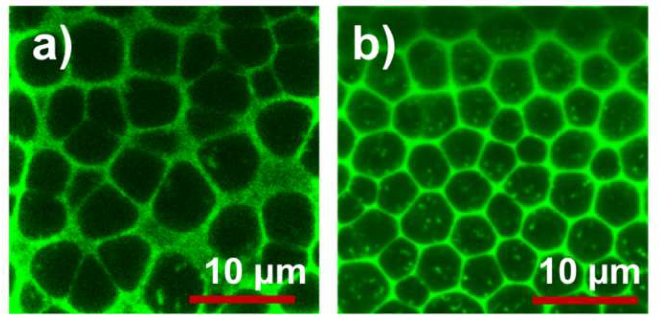 Polymers 12 01625 g006