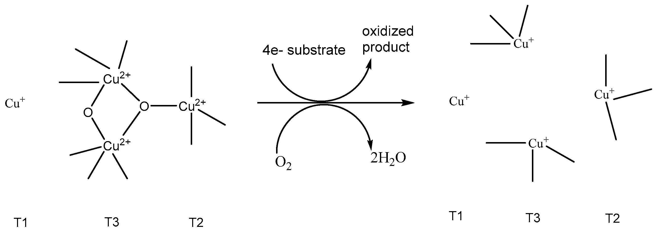Polymers 12 01646 g003