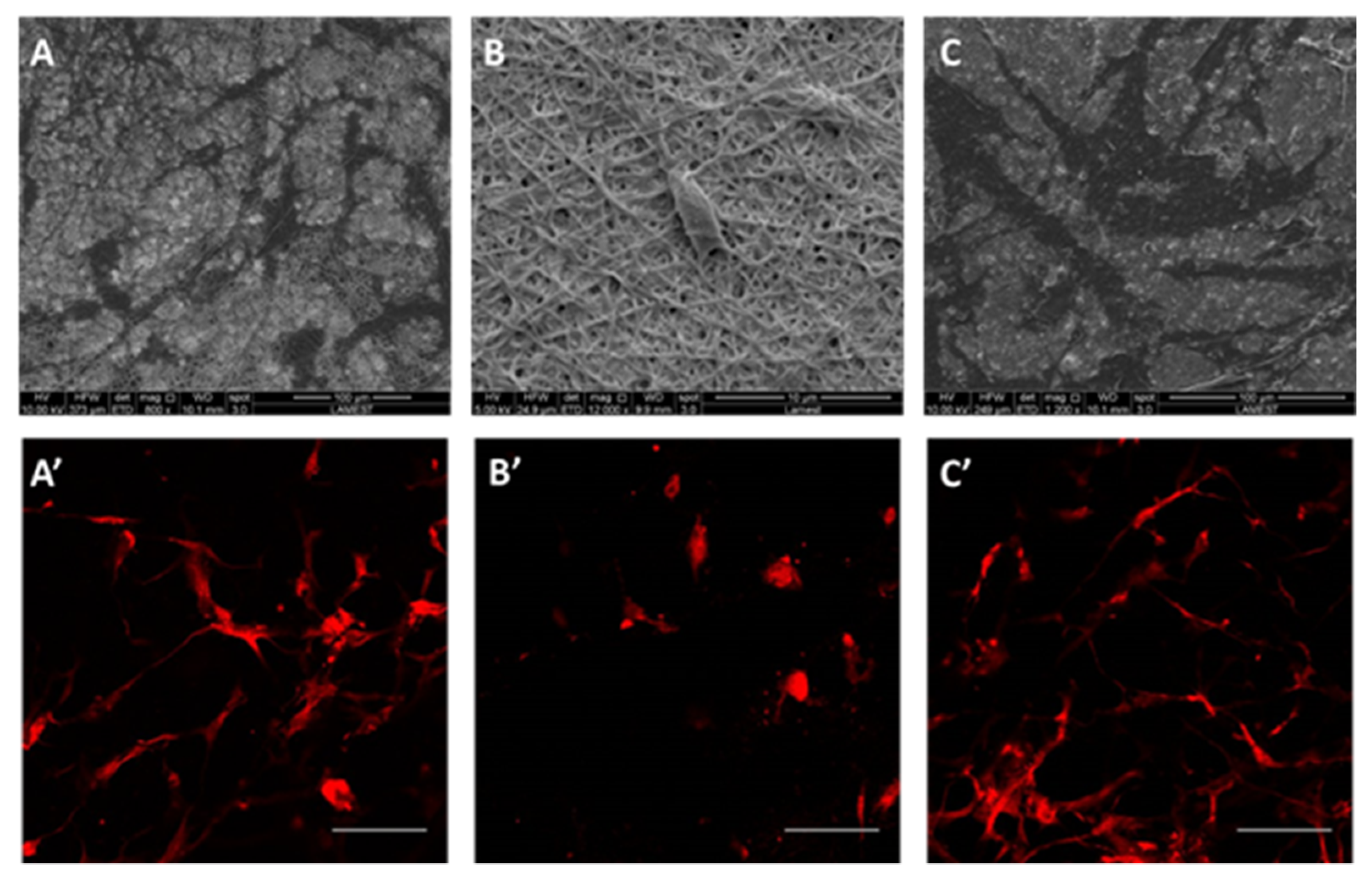 Polymers 12 01671 g004 Polymers 12 01671 g004