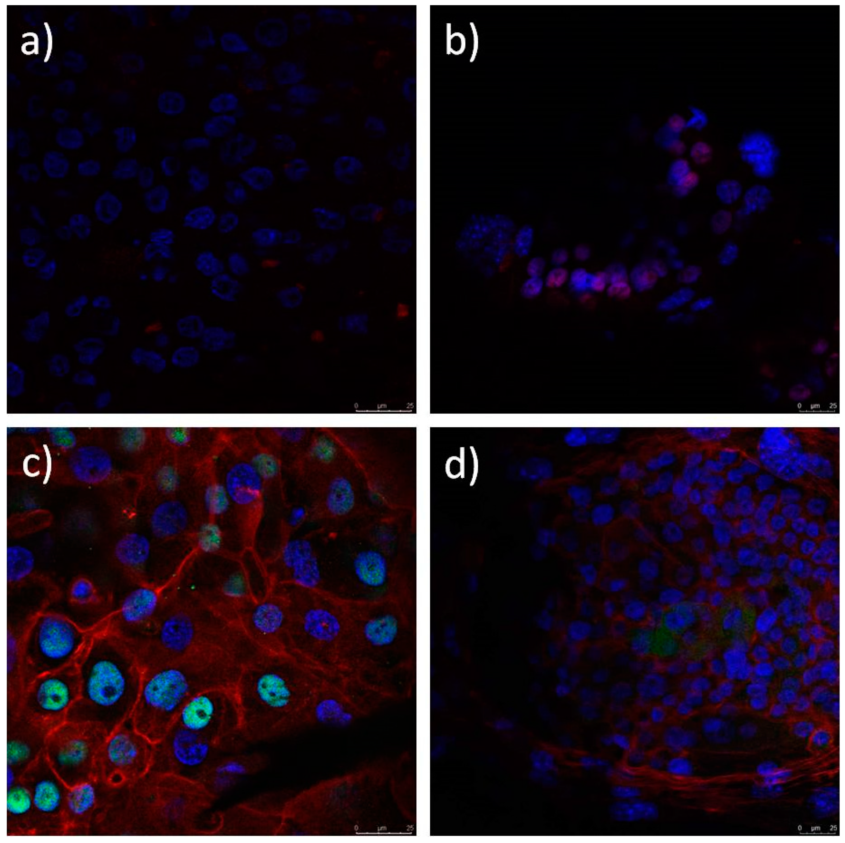 Polymers 12 01758 g016