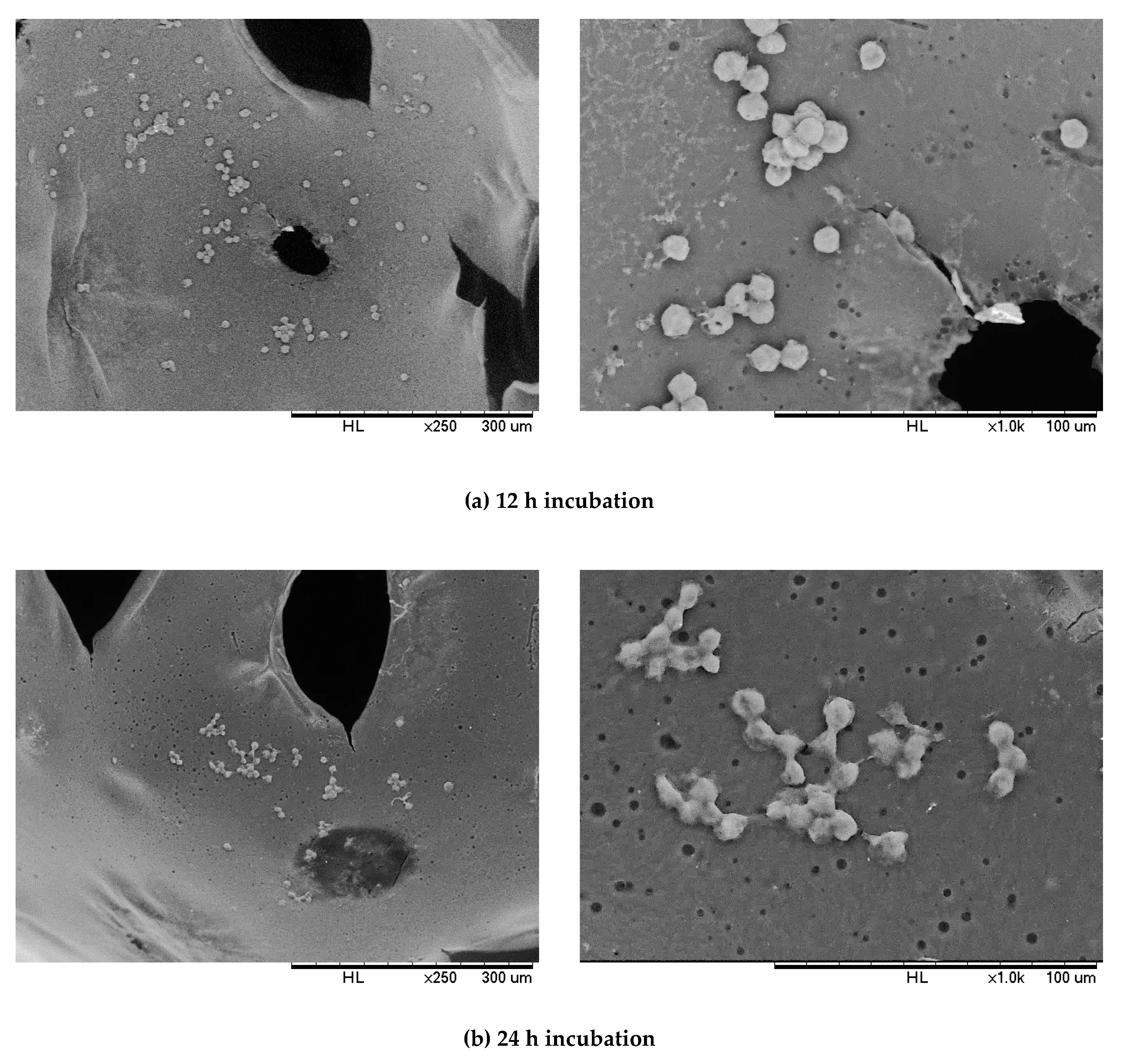 Polymers 12 01842 g012