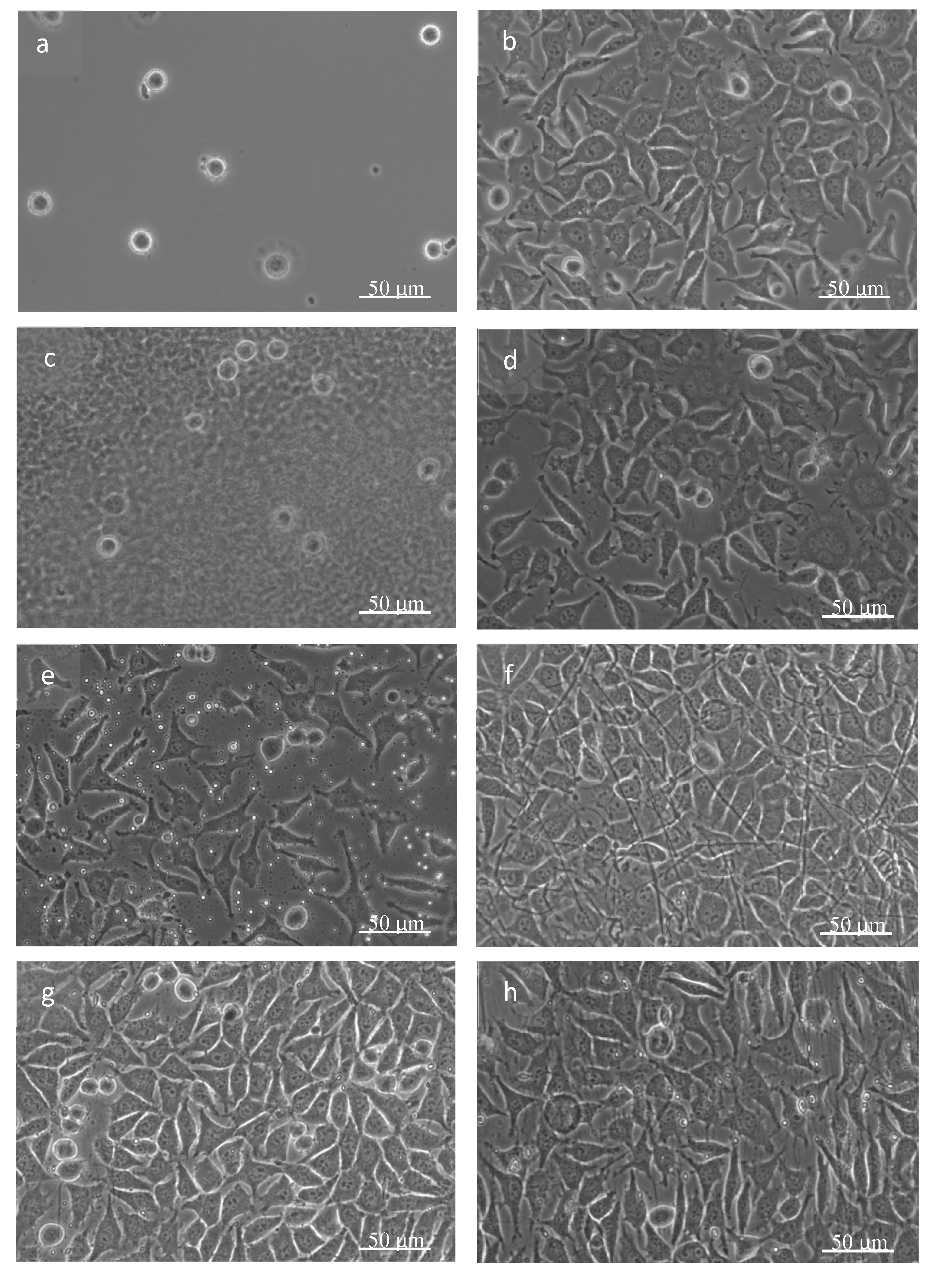 Polymers 12 01877 g008