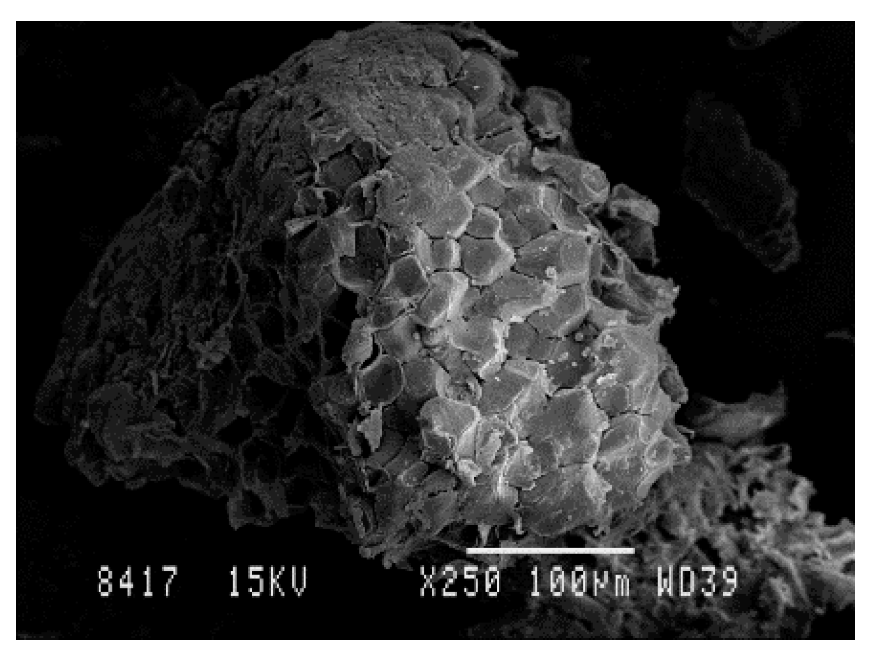 Polymers 12 02049 g008 Polymers 12 02049 g008