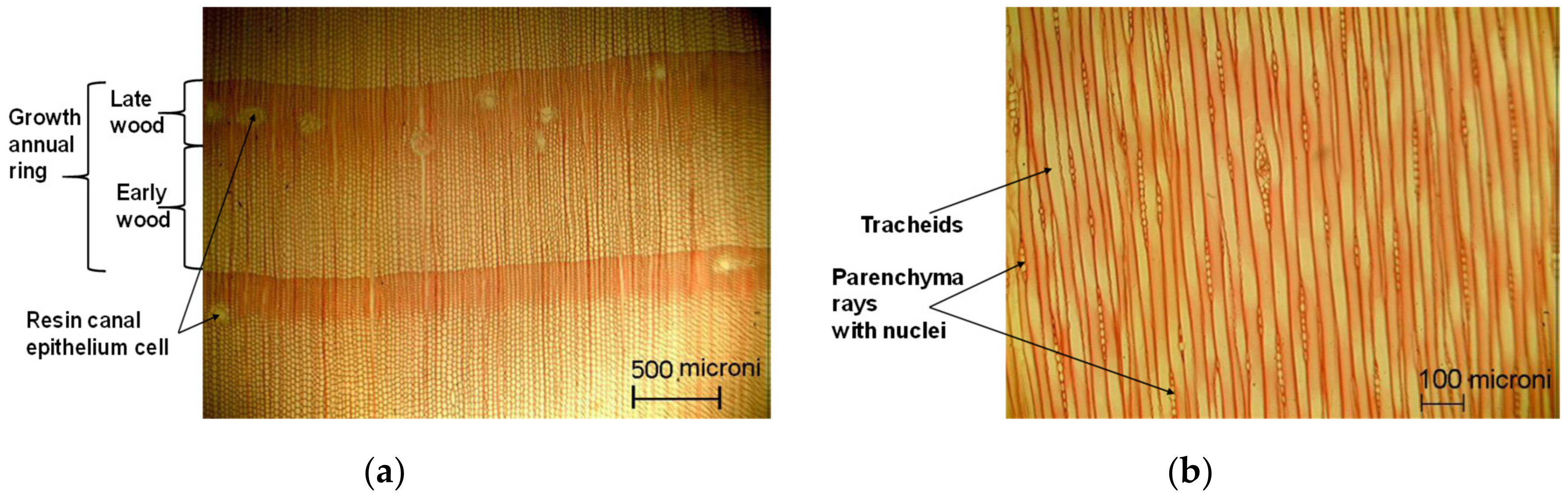 Polymers 12 02176 g009a