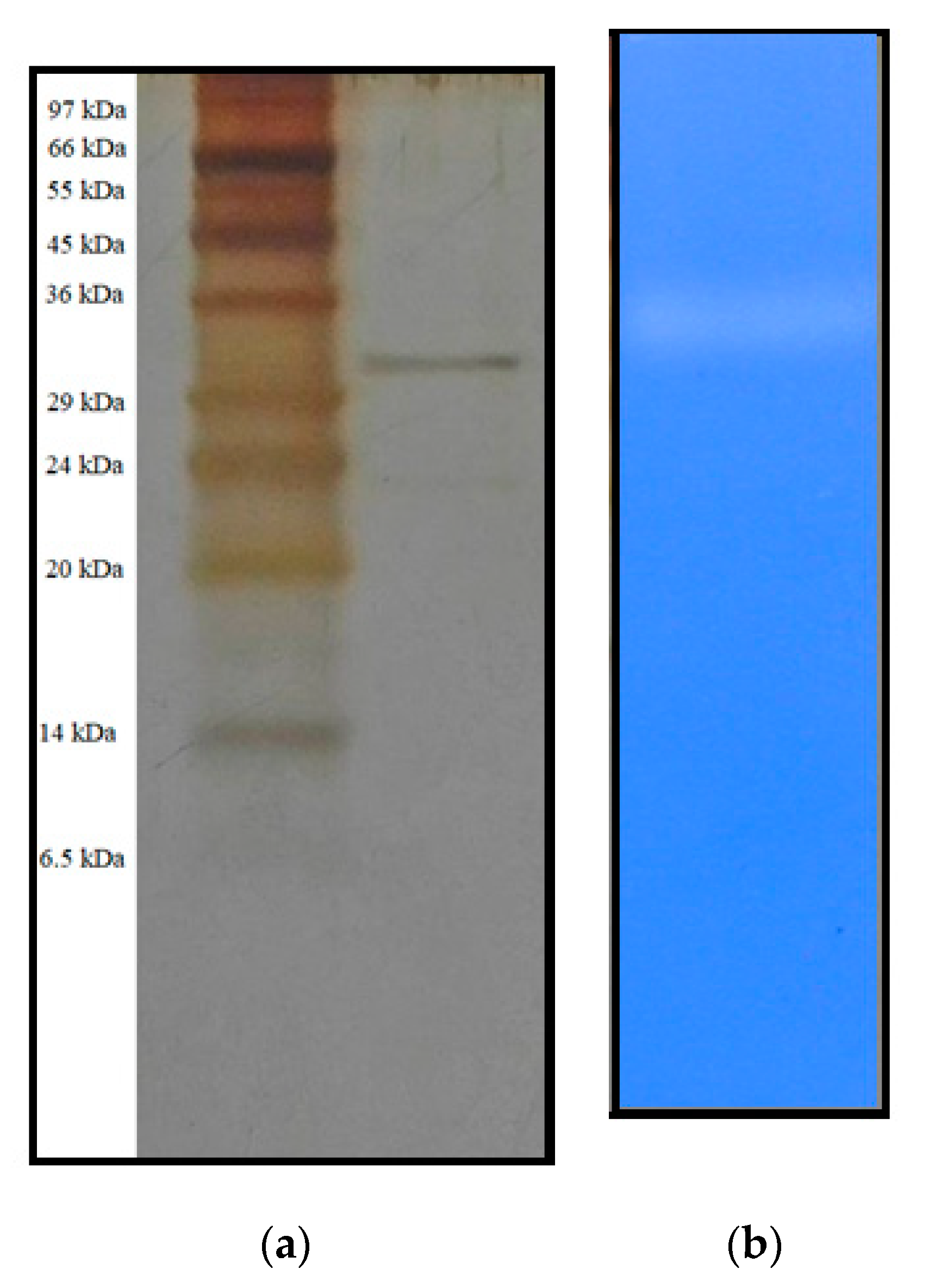 Polymers 12 02228 g003