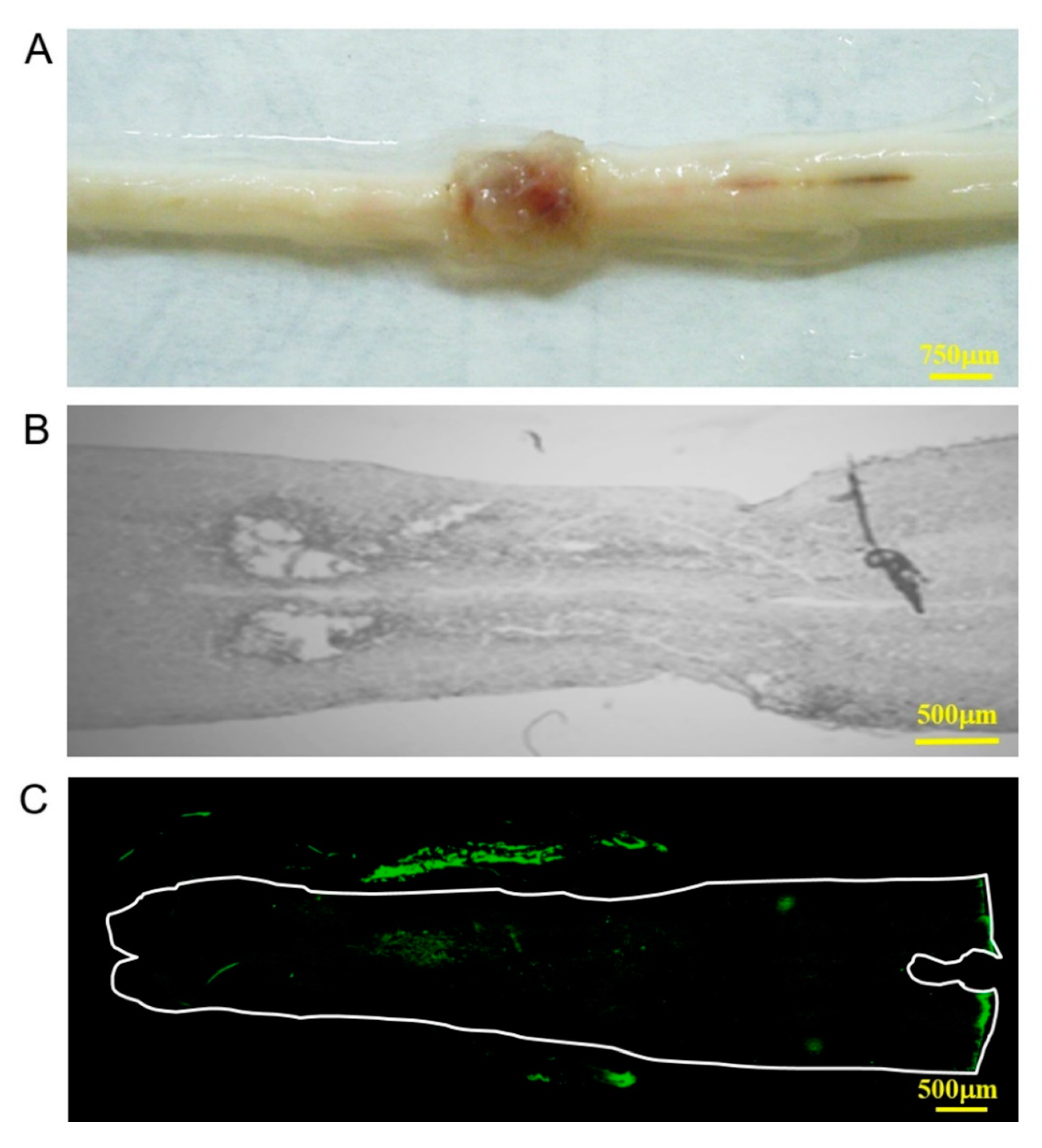 Polymers 12 02245 g004