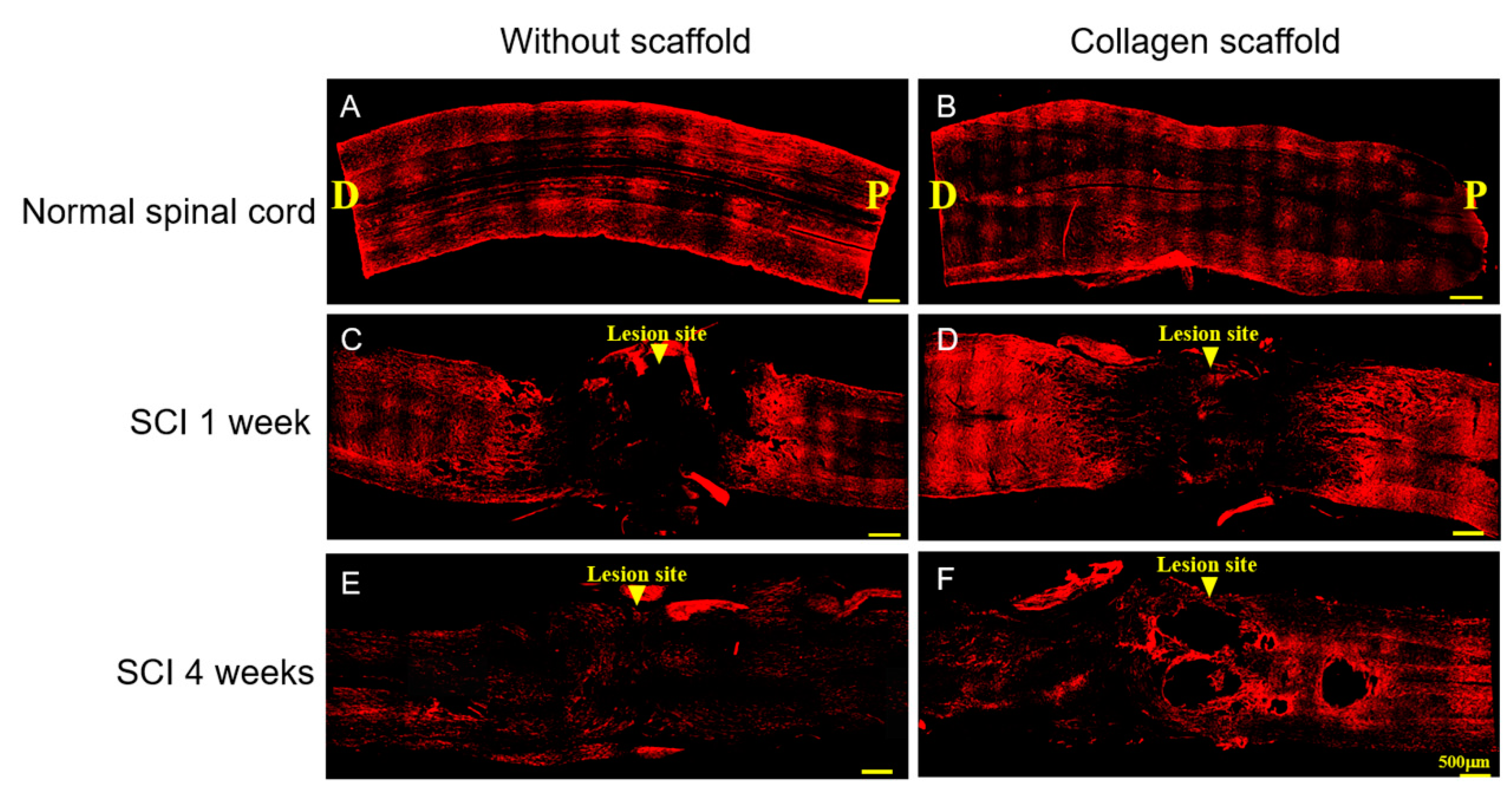 Polymers 12 02245 g005