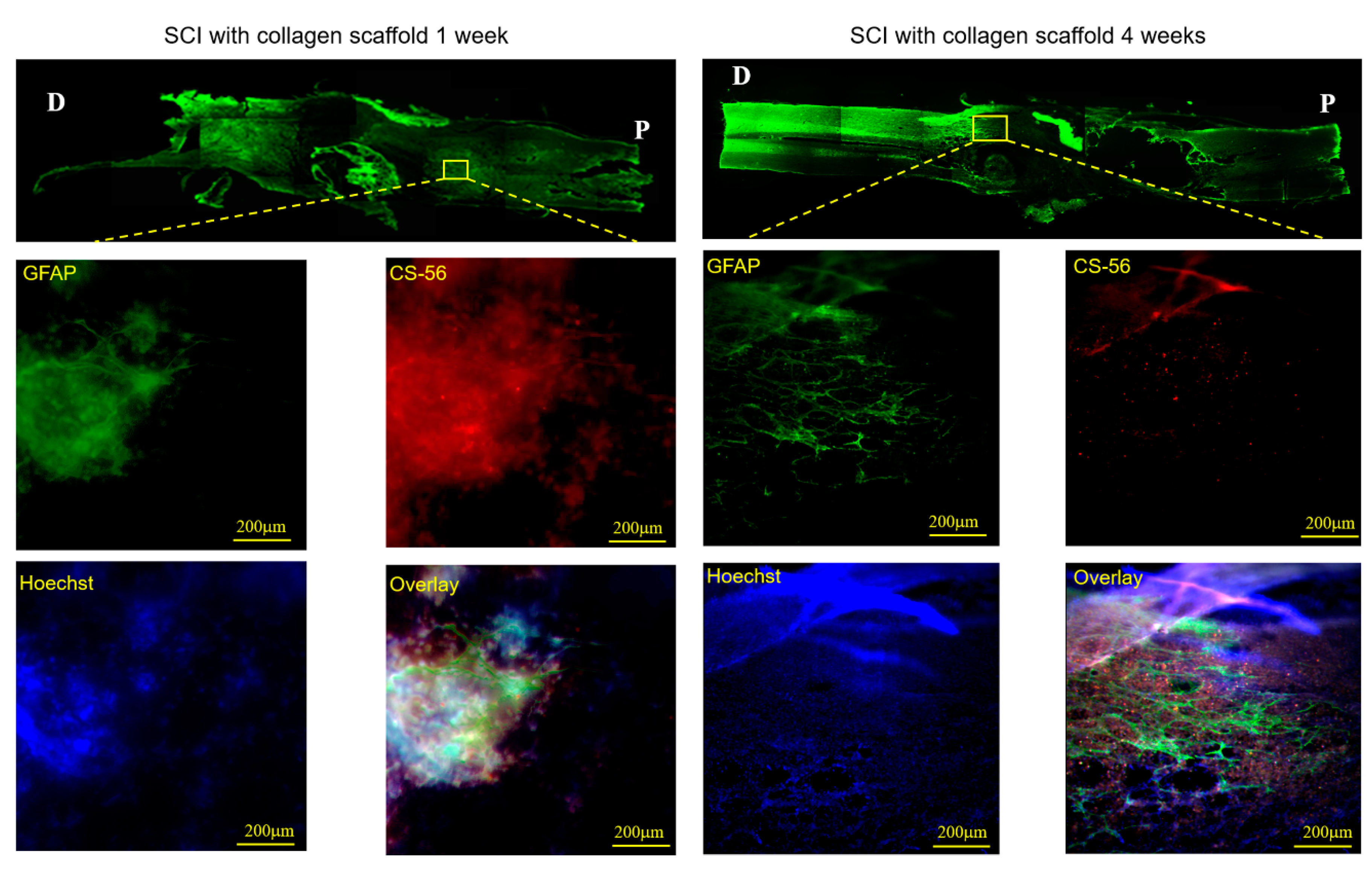 Polymers 12 02245 g008