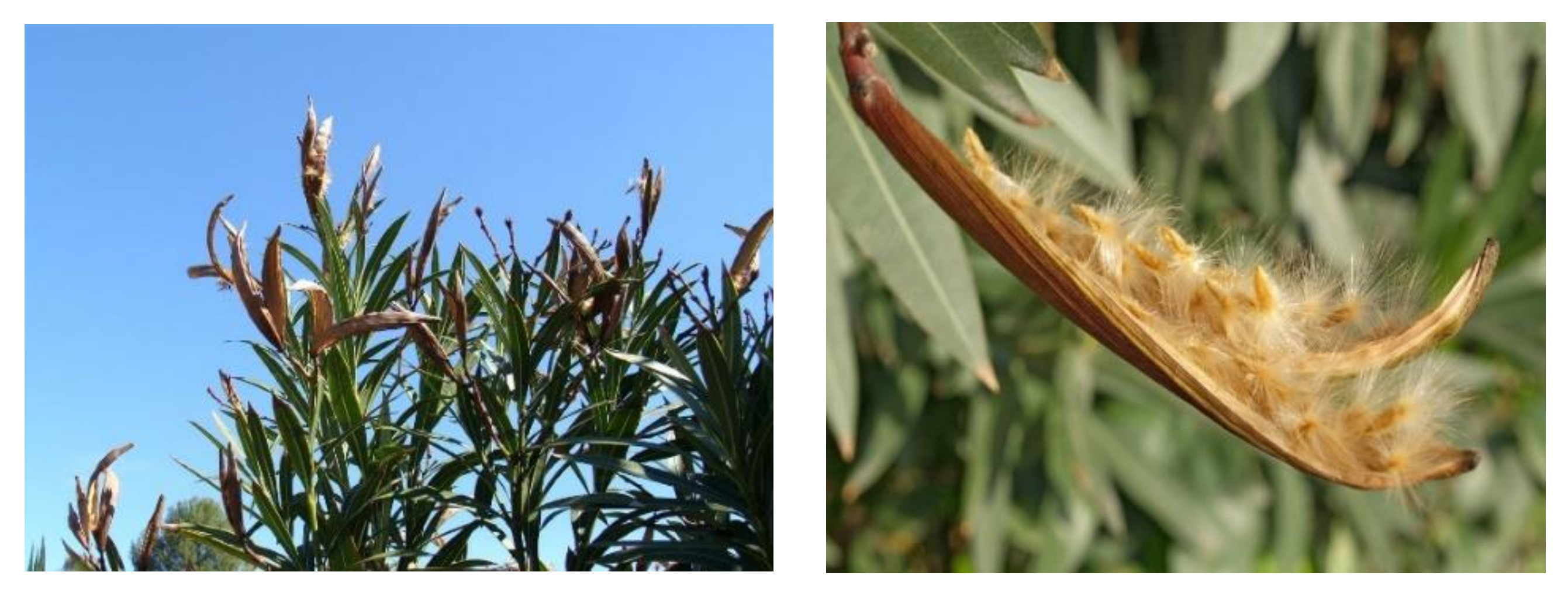 Polymers 12 02539 g001