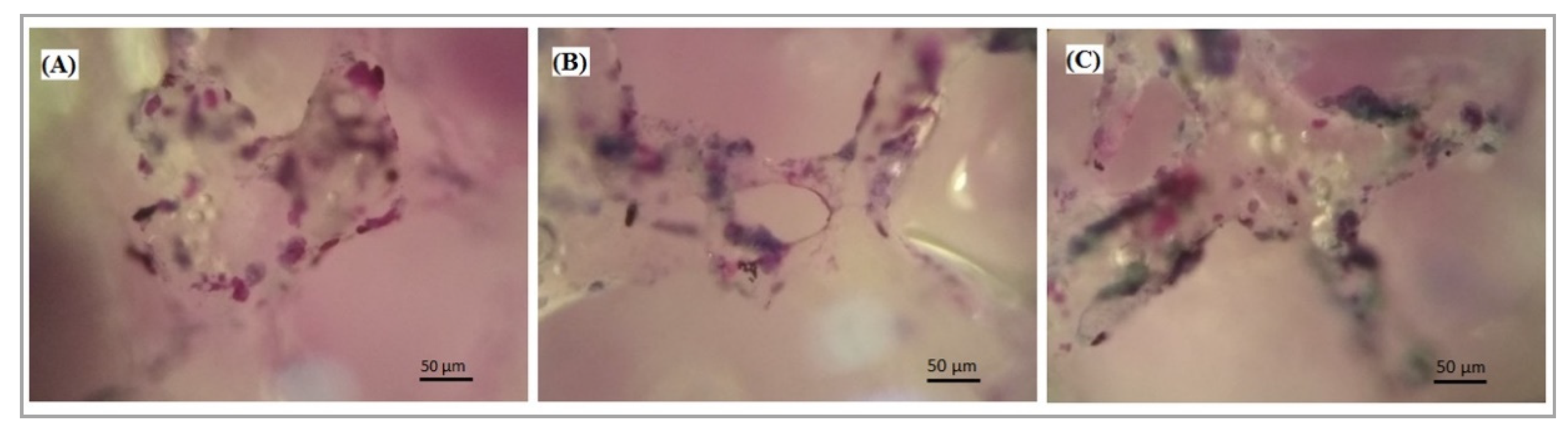 Polymers 12 02938 g008