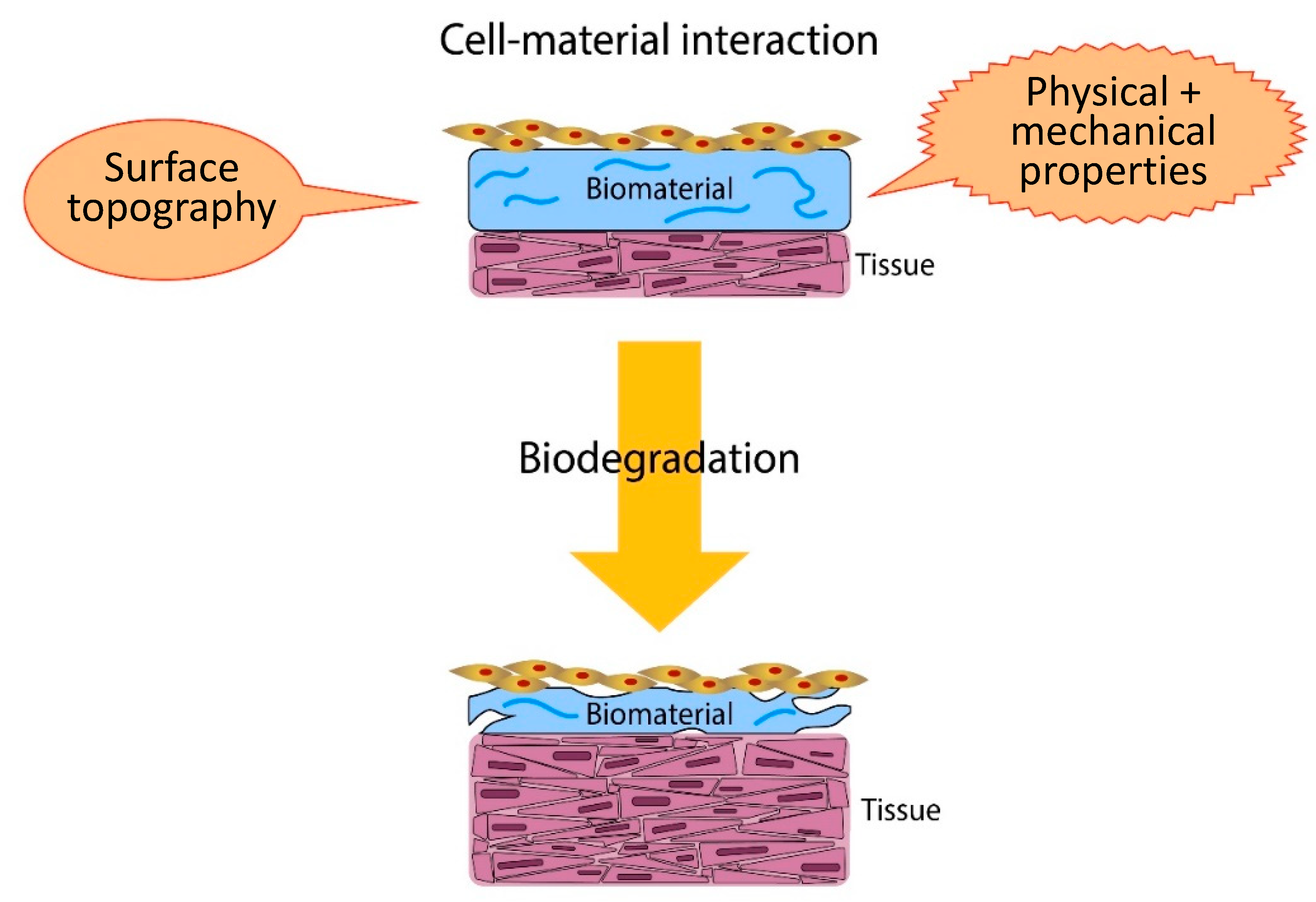 Polymers 12 02979 g001