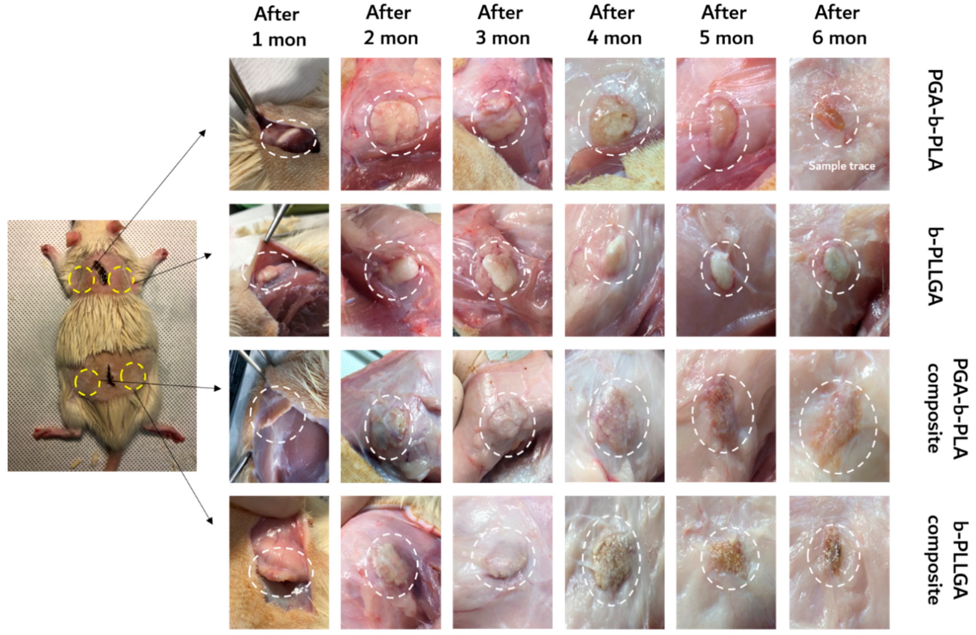 Polymers 13 00029 g008
