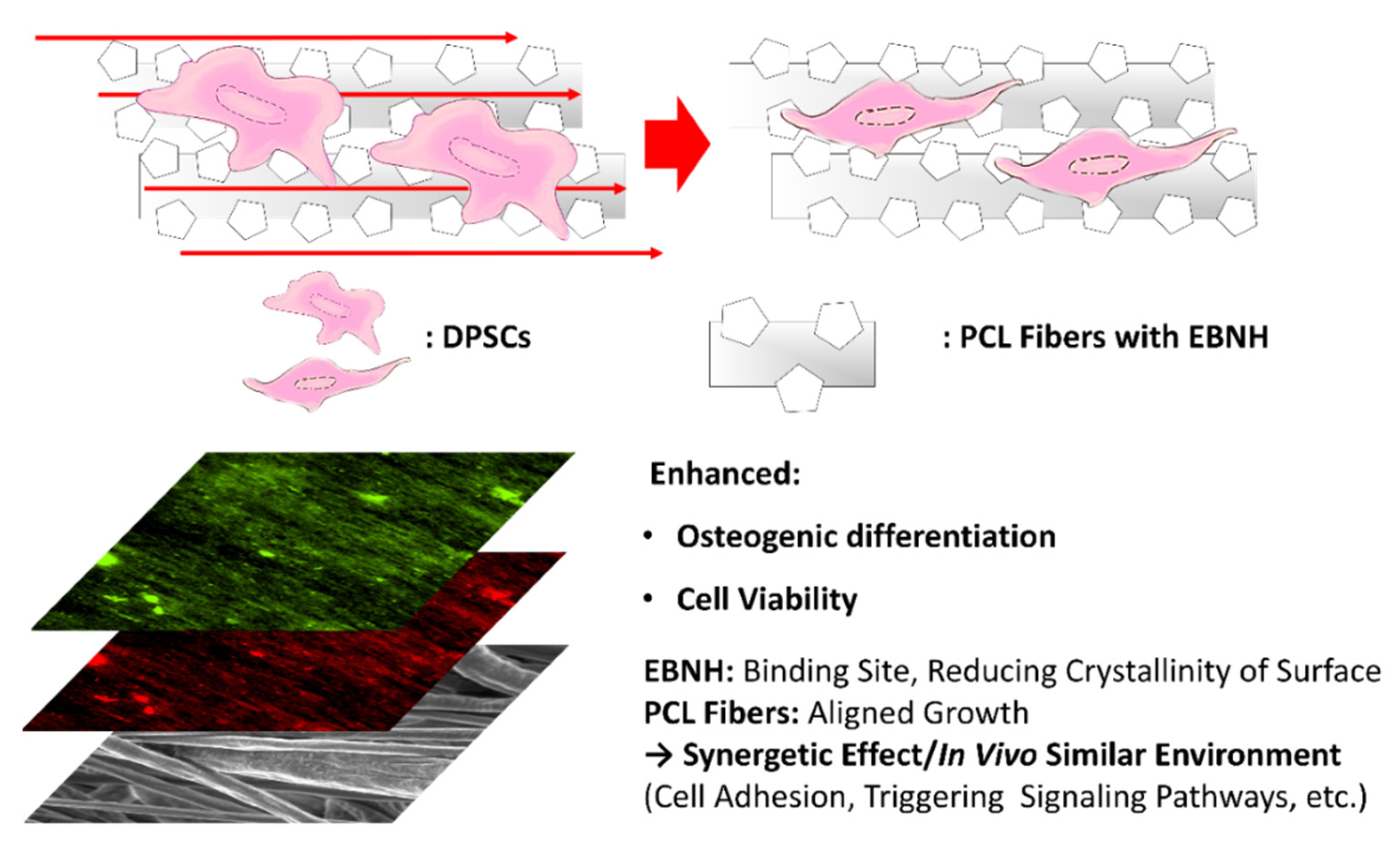 Polymers 13 00060 g004