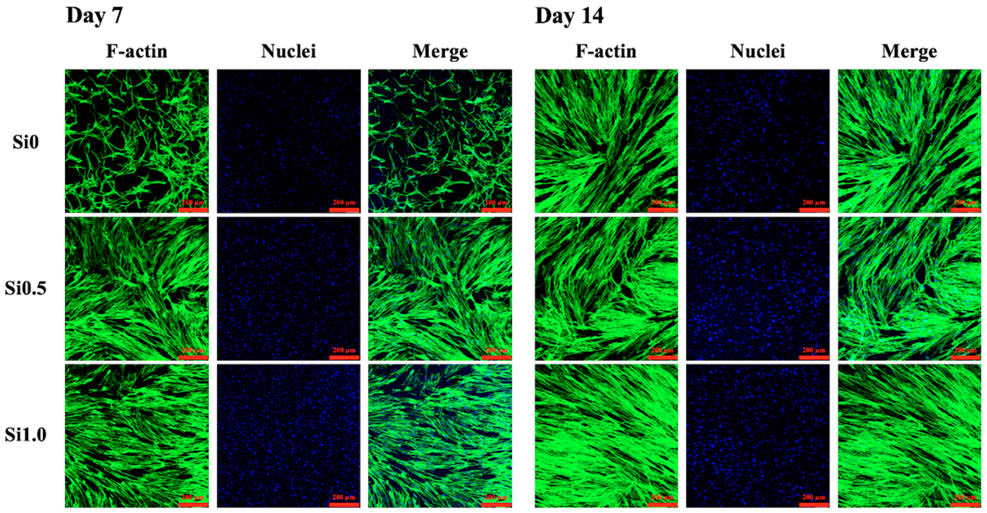 Polymers 13 00070 g006
