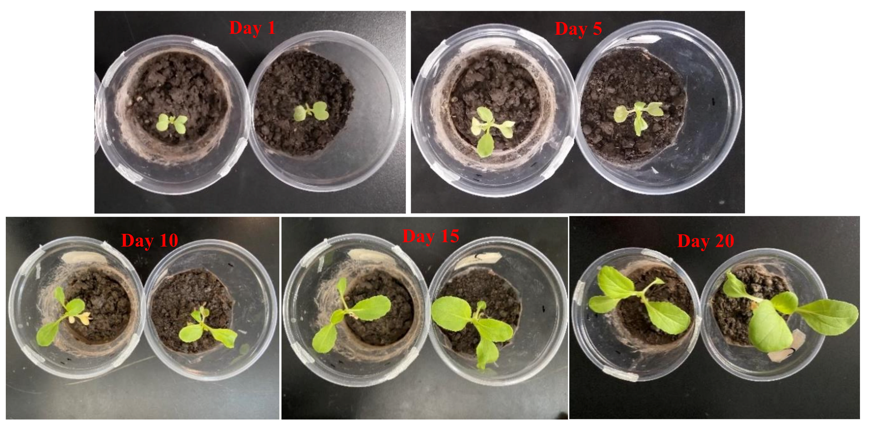 Polymers 13 00113 g010