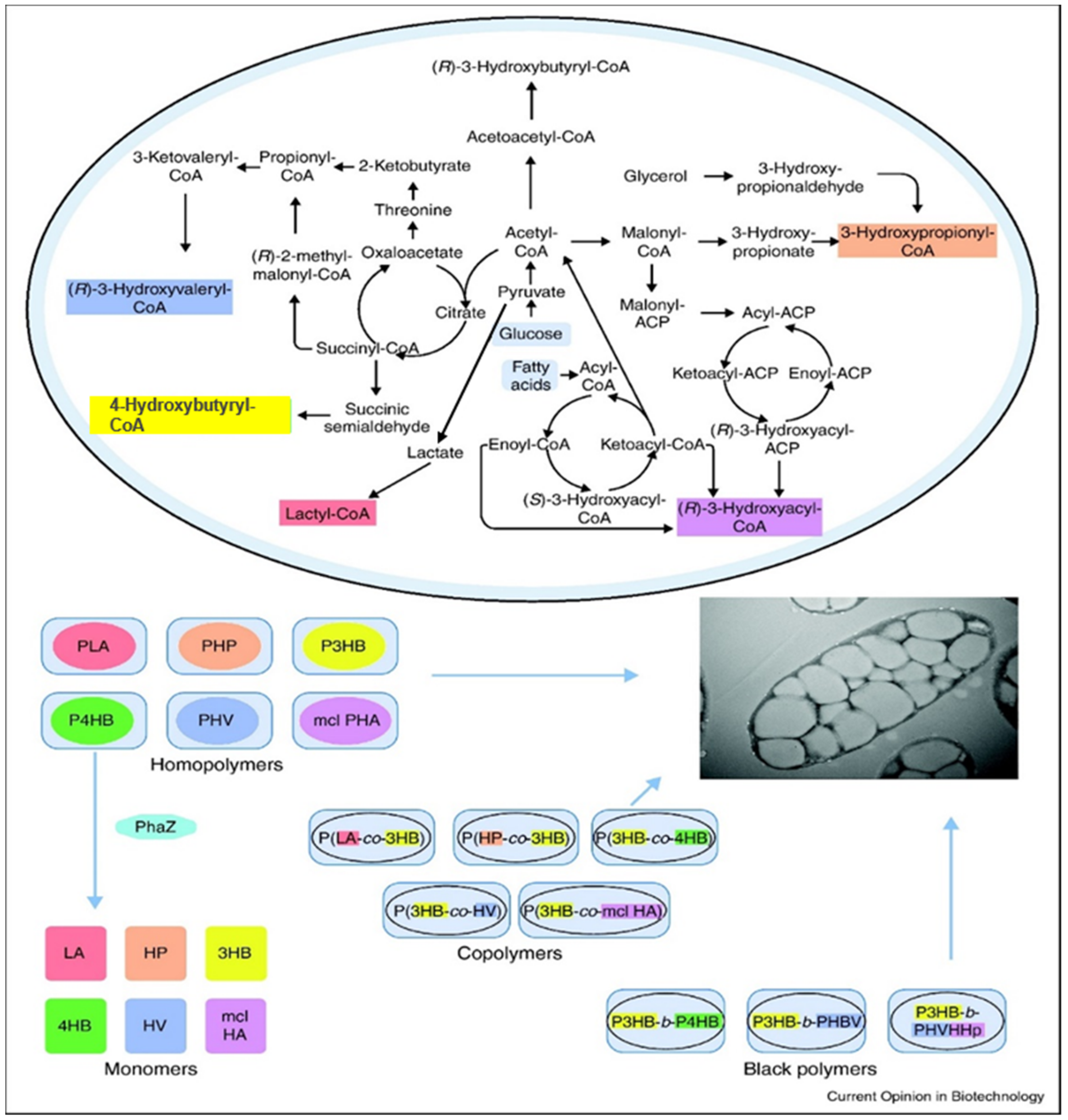 Polymers 13 00253 g003