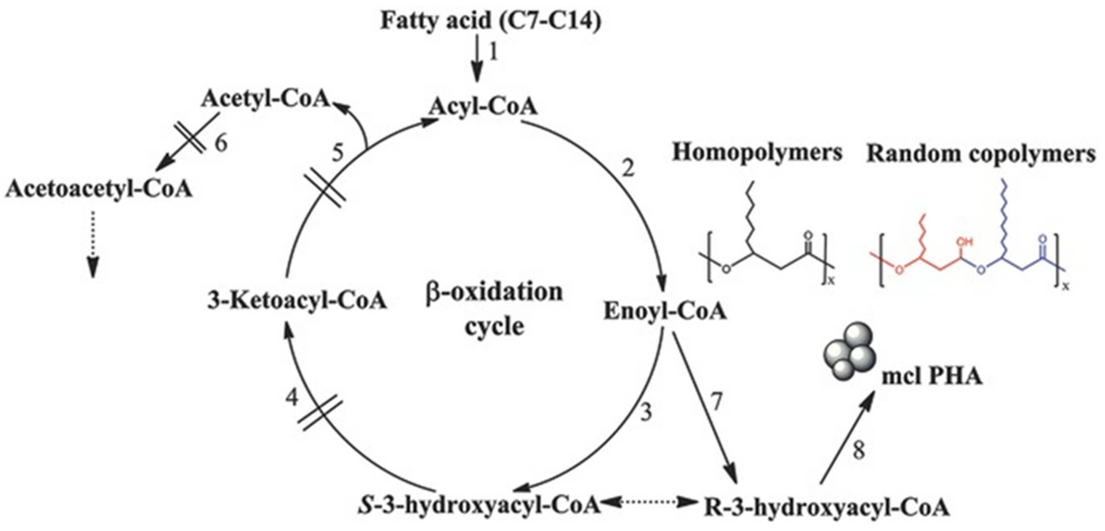 Polymers 13 00253 g004