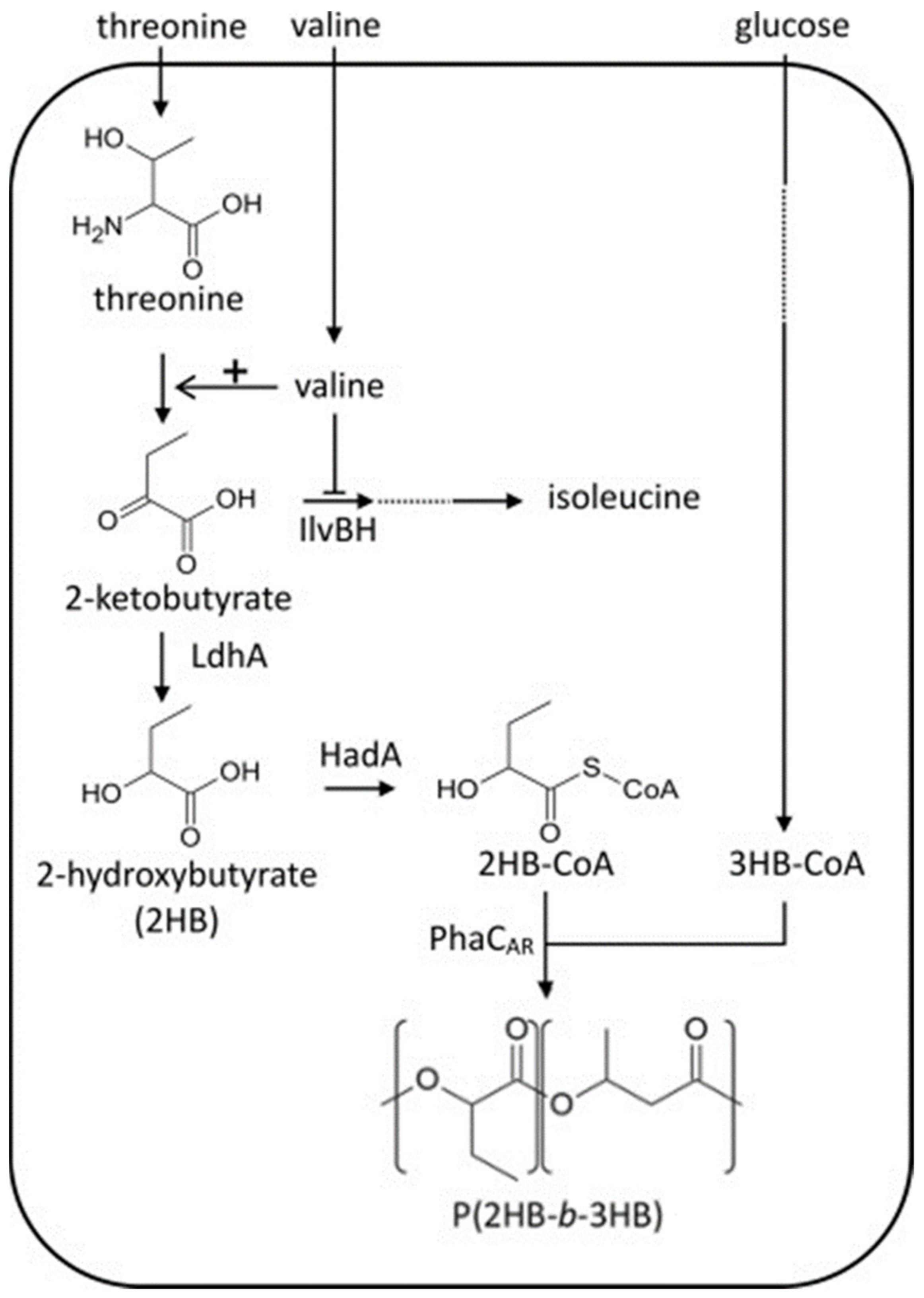 Polymers 13 00253 g006