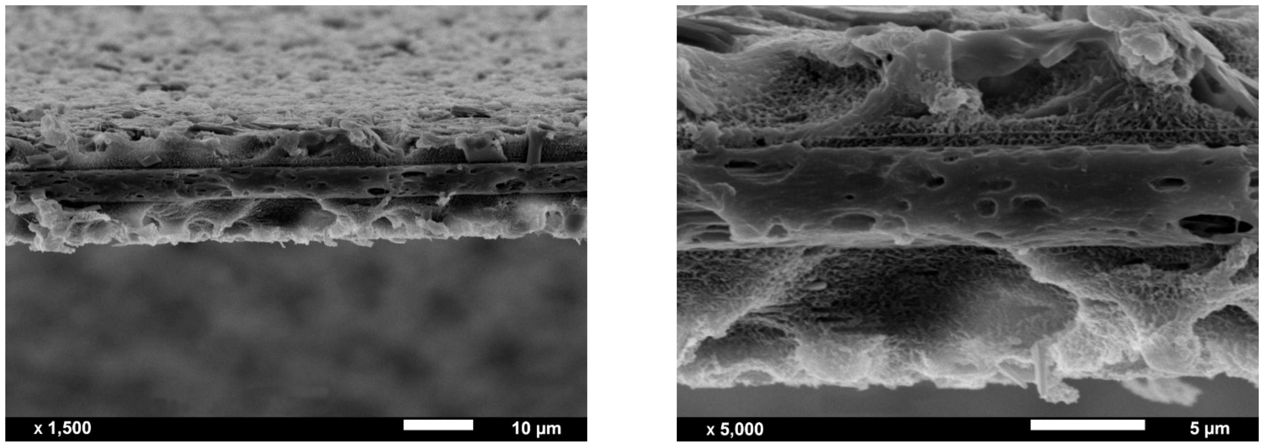 Polymers 13 00306 g003
