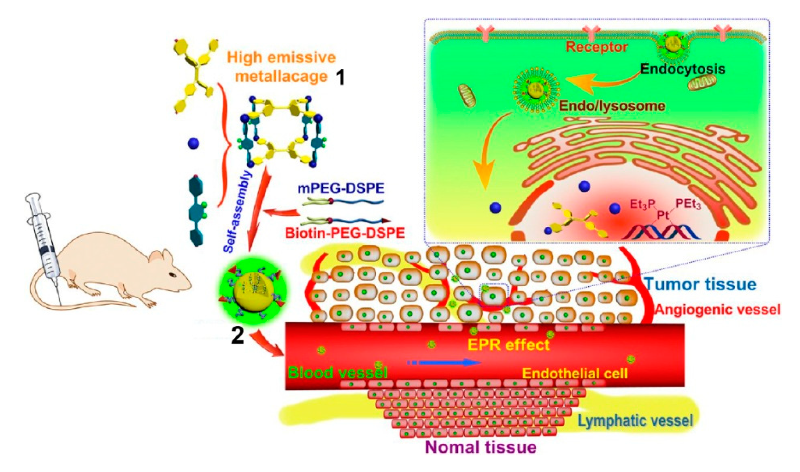 Polymers 13 00370 g001