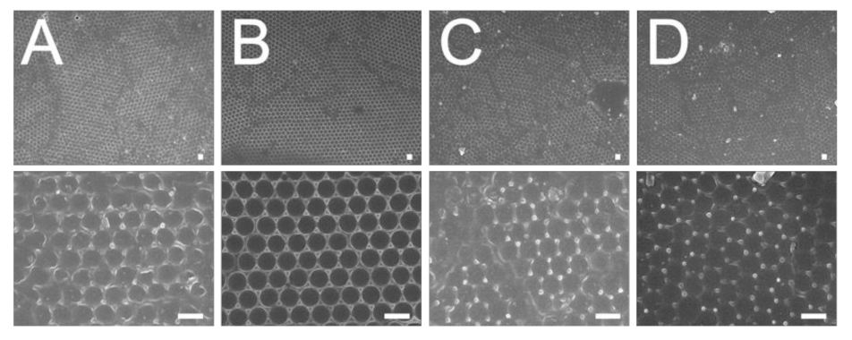 Polymers 13 00405 g010