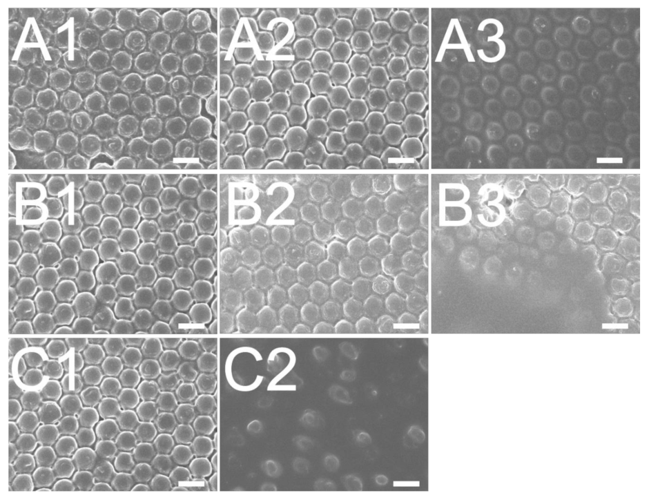 Polymers 13 00405 g012