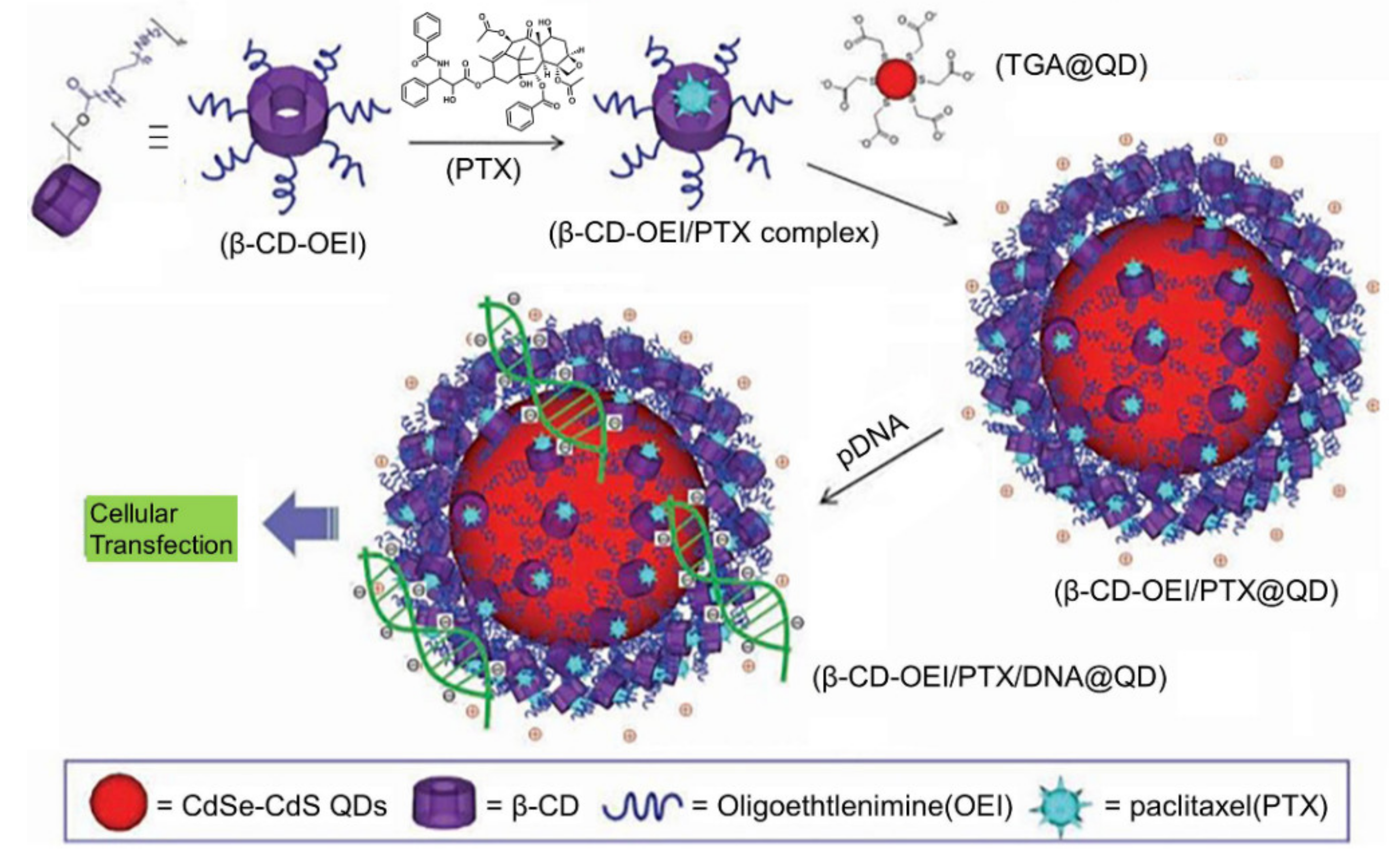 Polymers 13 00513 g007