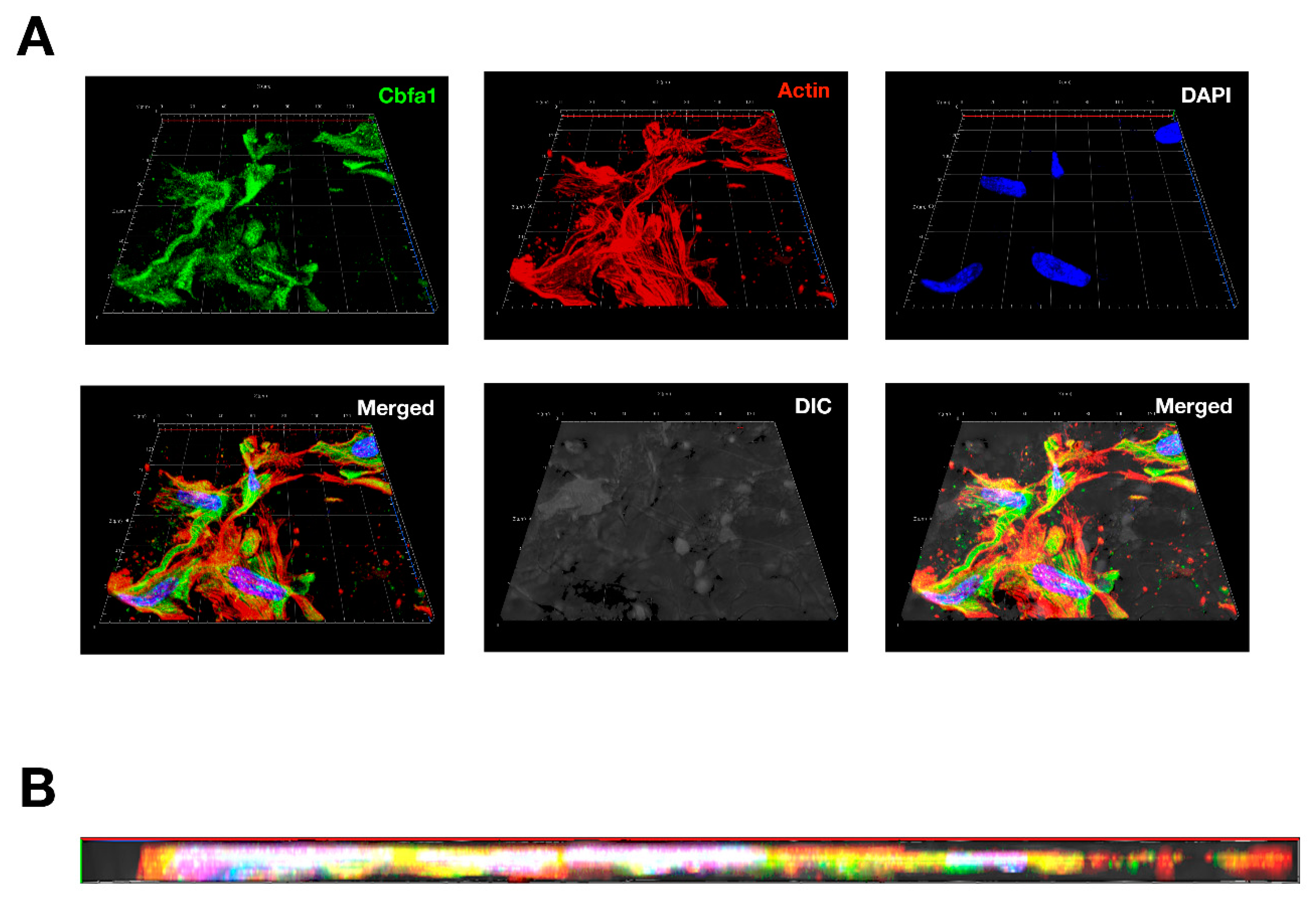 Polymers 13 00516 g009 Polymers 13 00516 g009