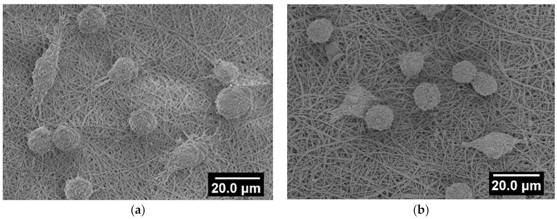 Polymers 13 00526 g008
