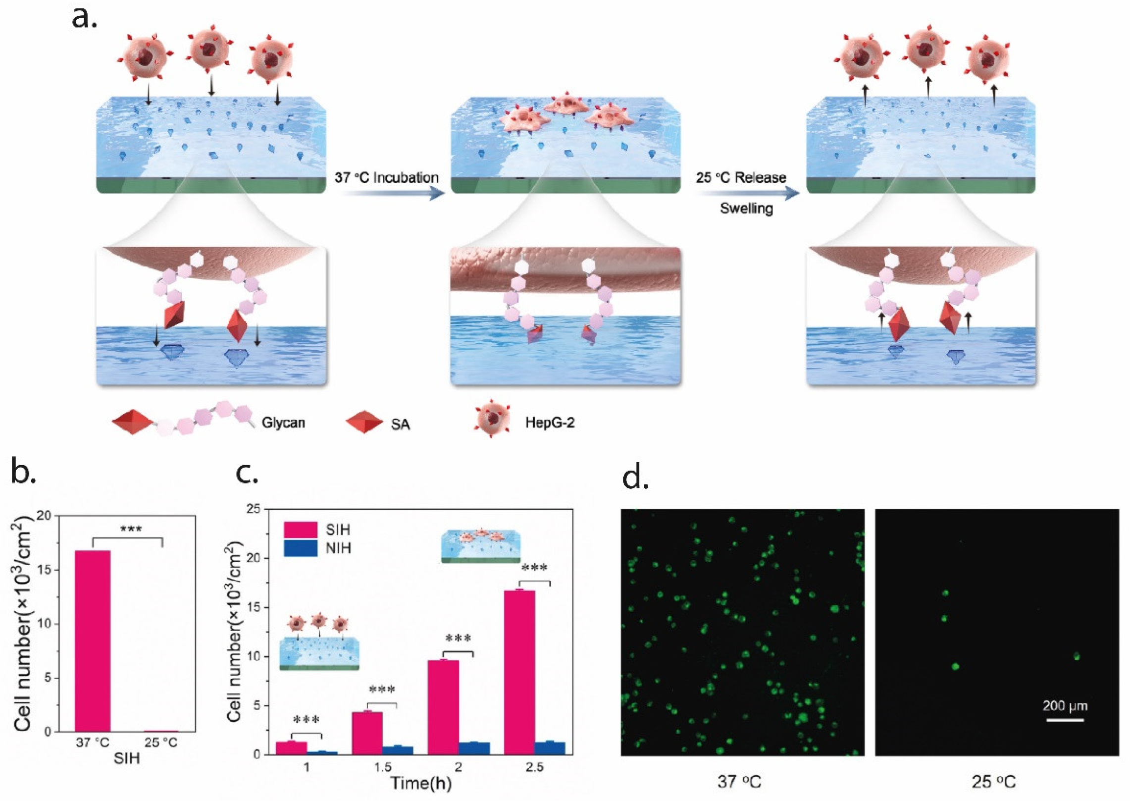 Polymers 13 00548 g003