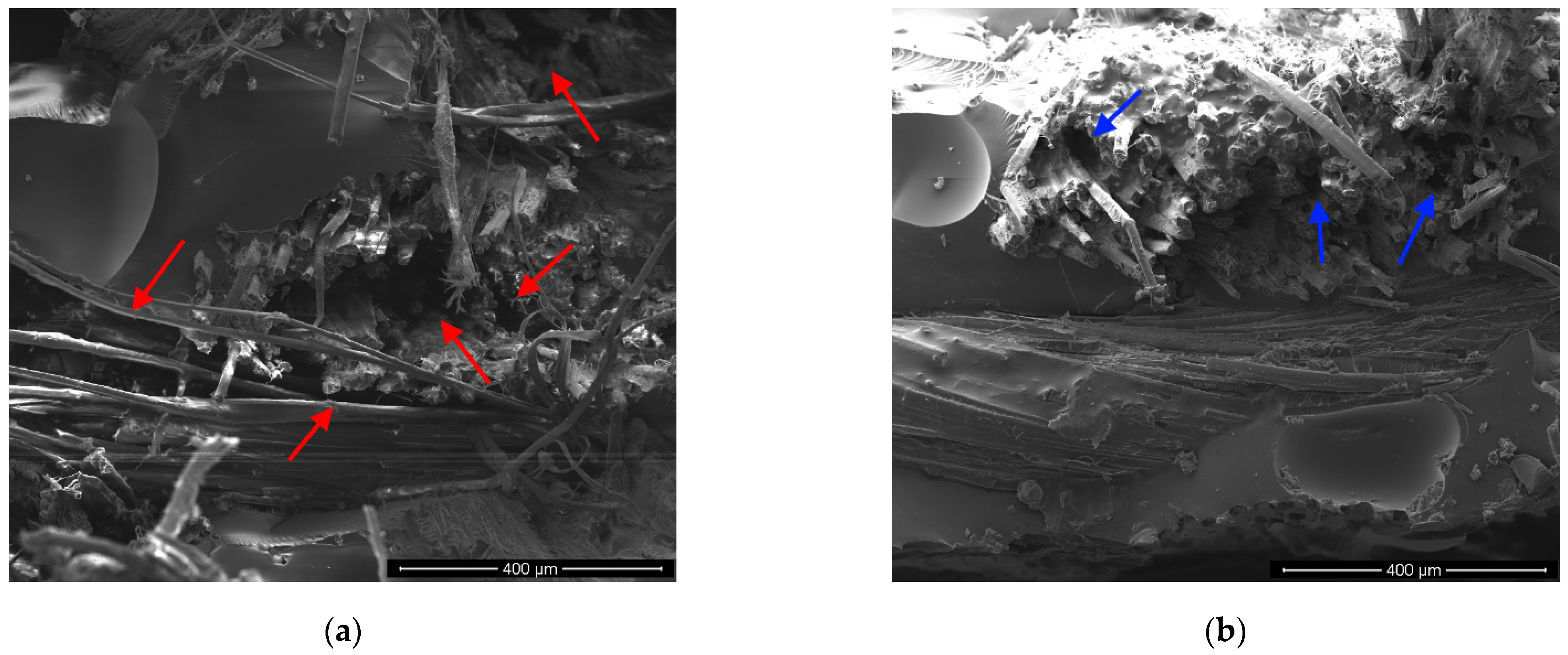 Polymers 13 00559 g009a