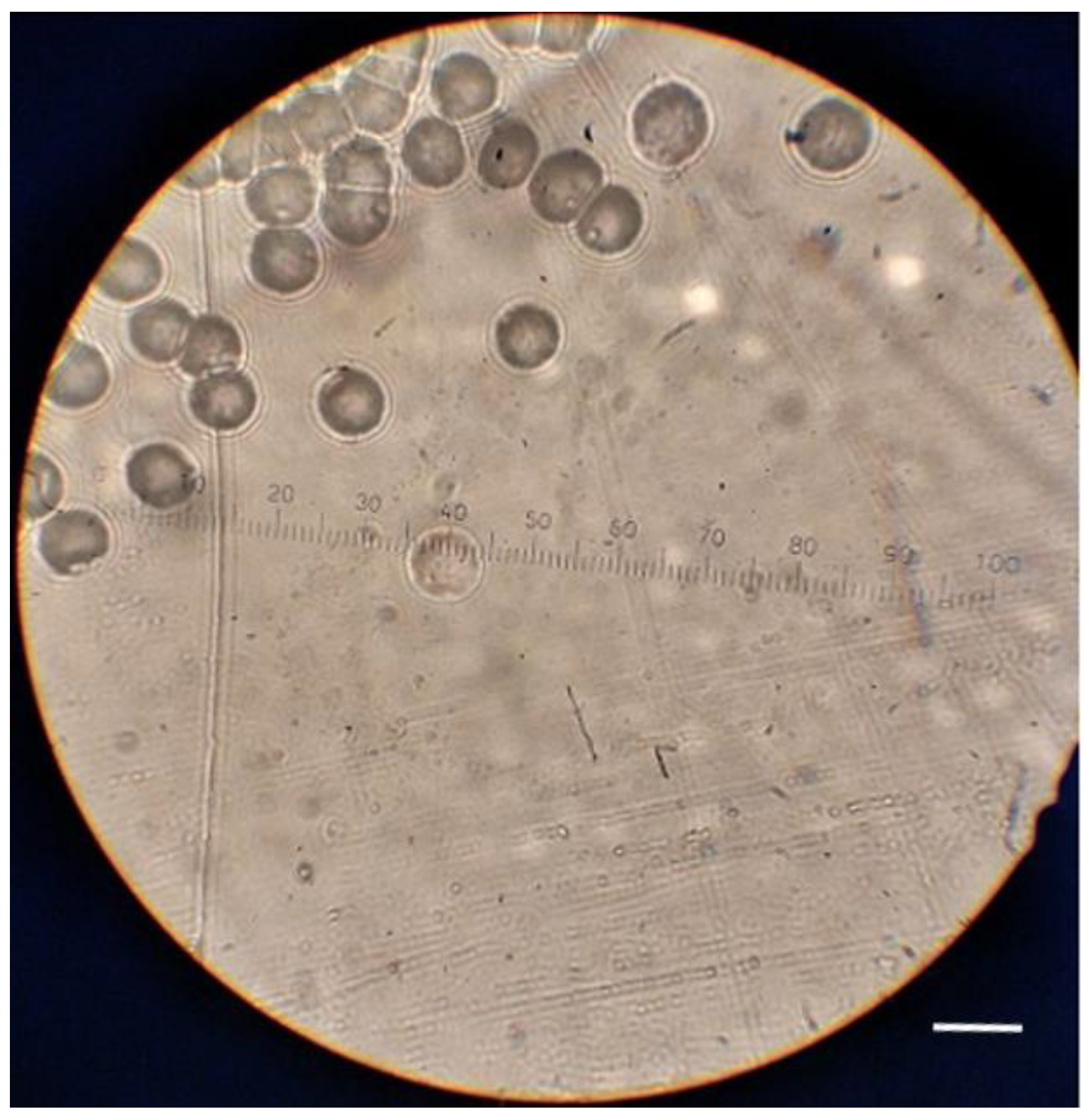 Polymers 13 00560 g003